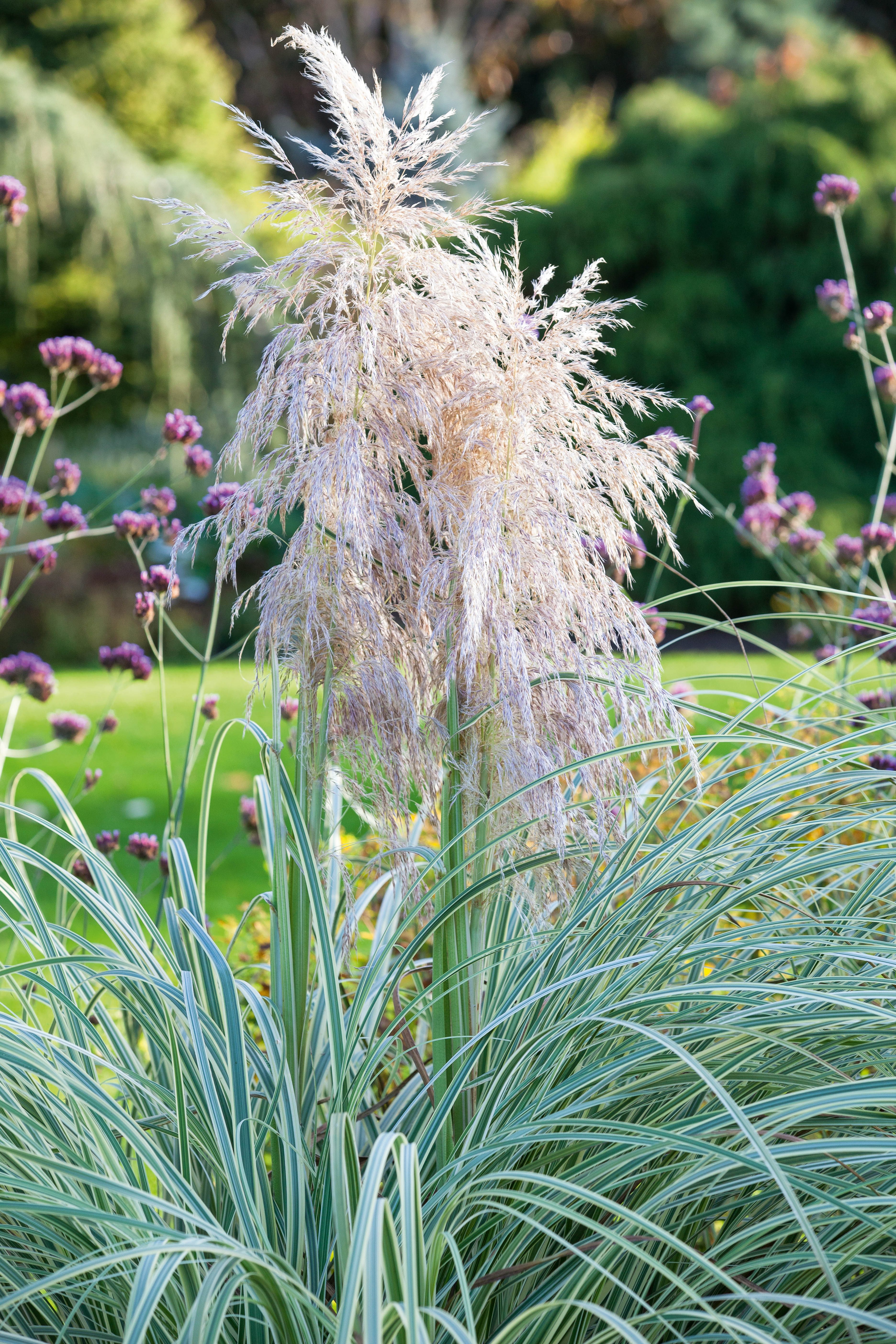 Cortaderia selloana 'Pink Phantom'