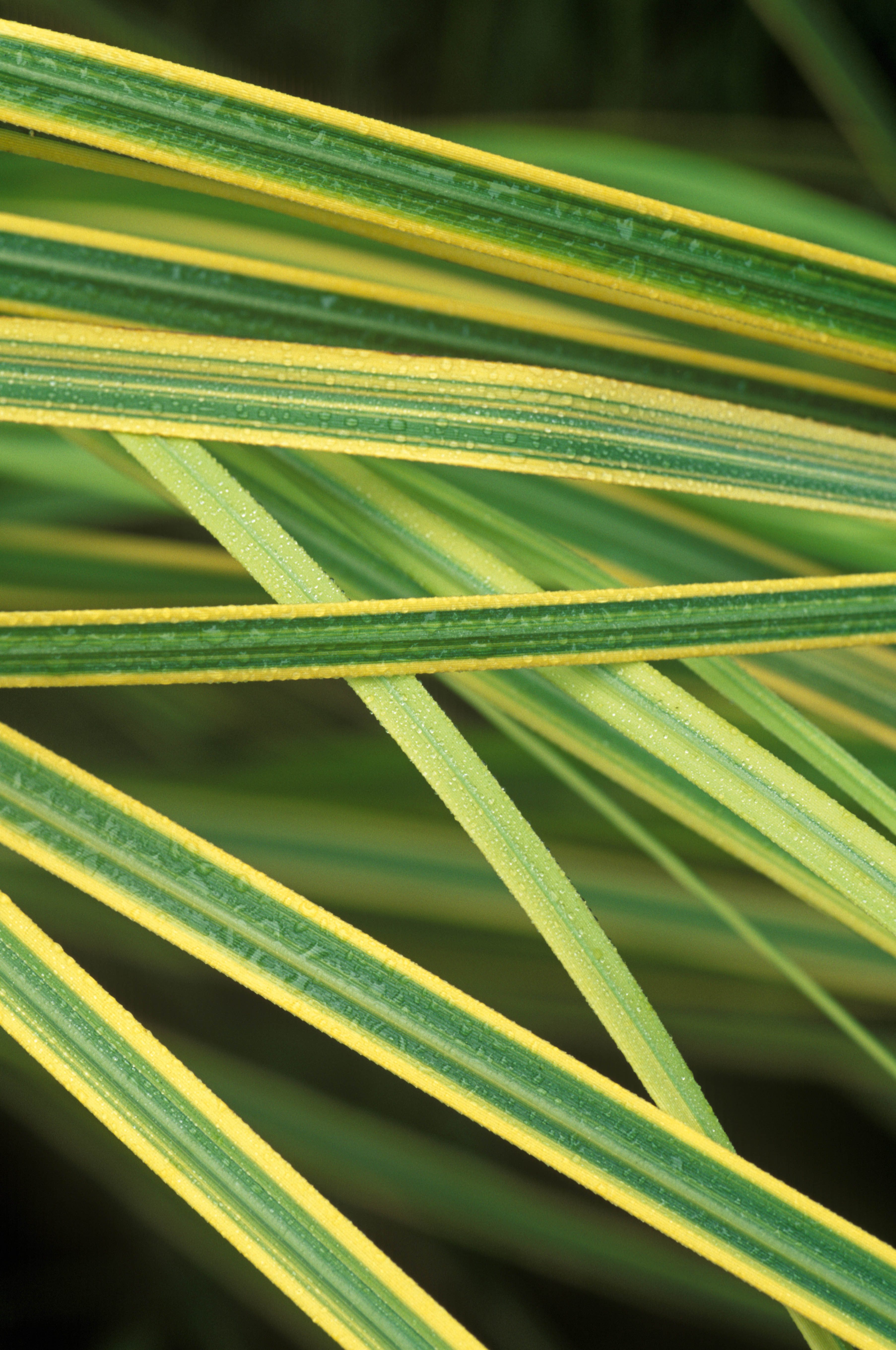 Cortaderia selloana 'Aureolineata'