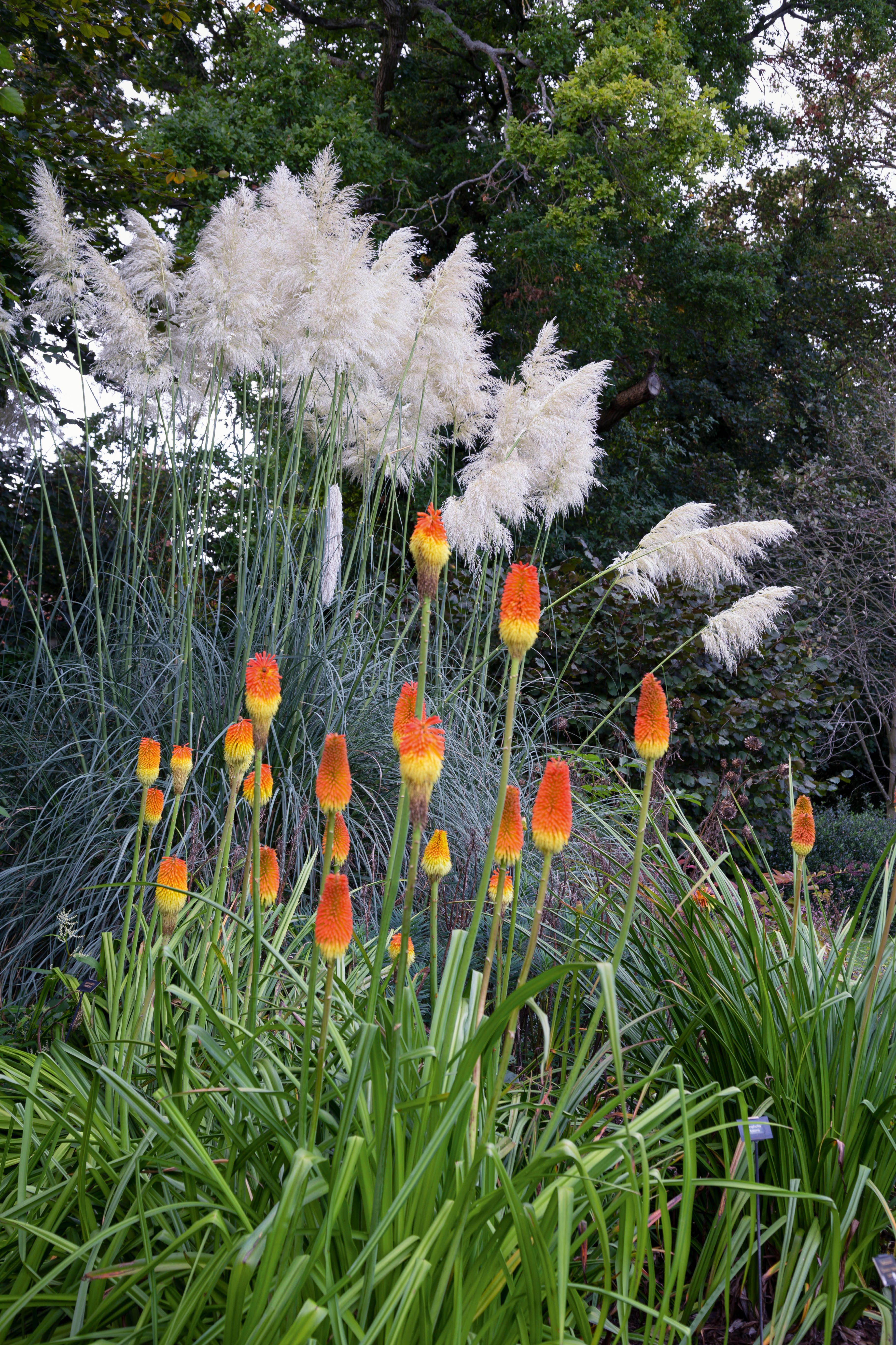 Cortaderia selloana 'Sunningdale Silver'