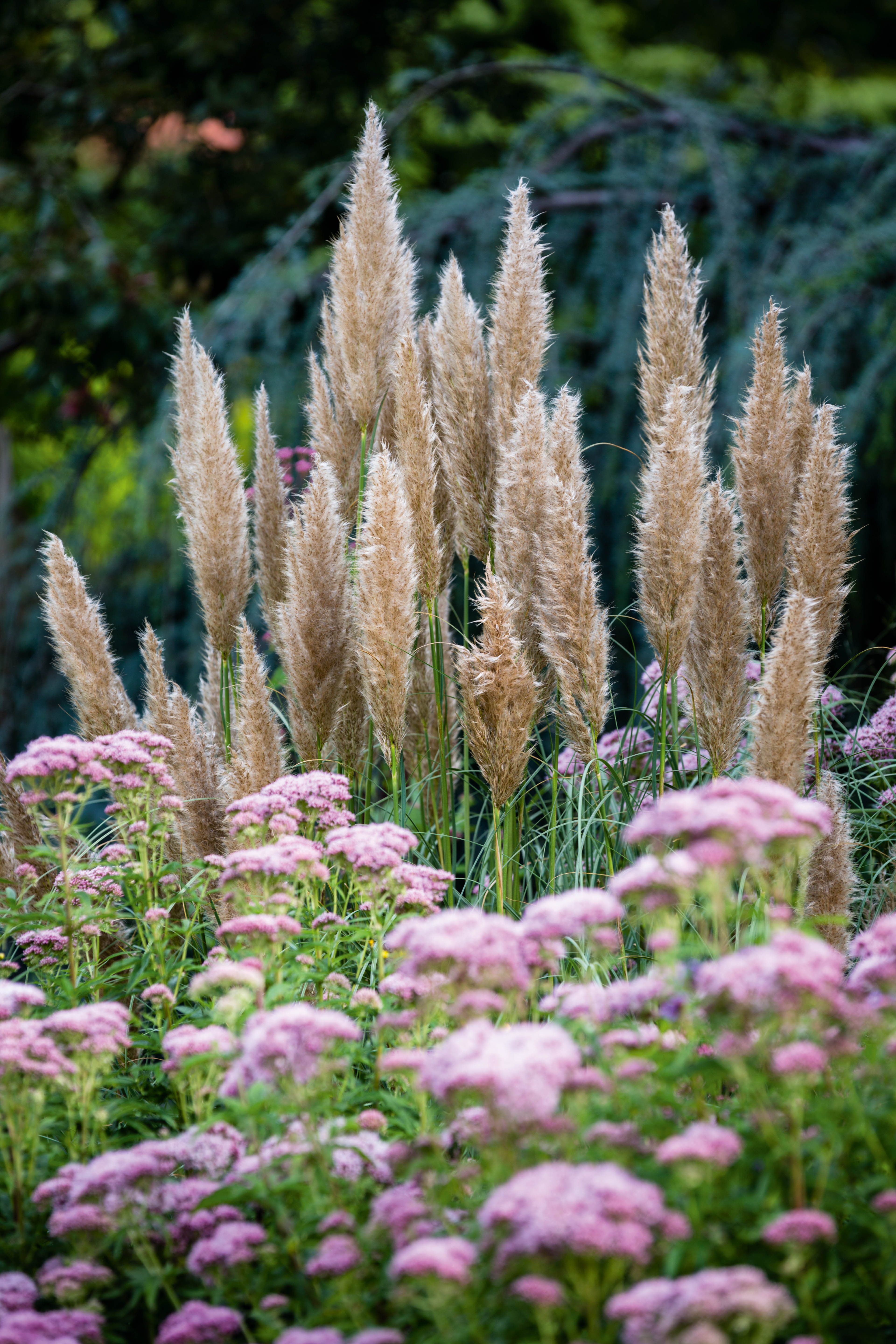 Cortaderia selloana 'Patagonia'