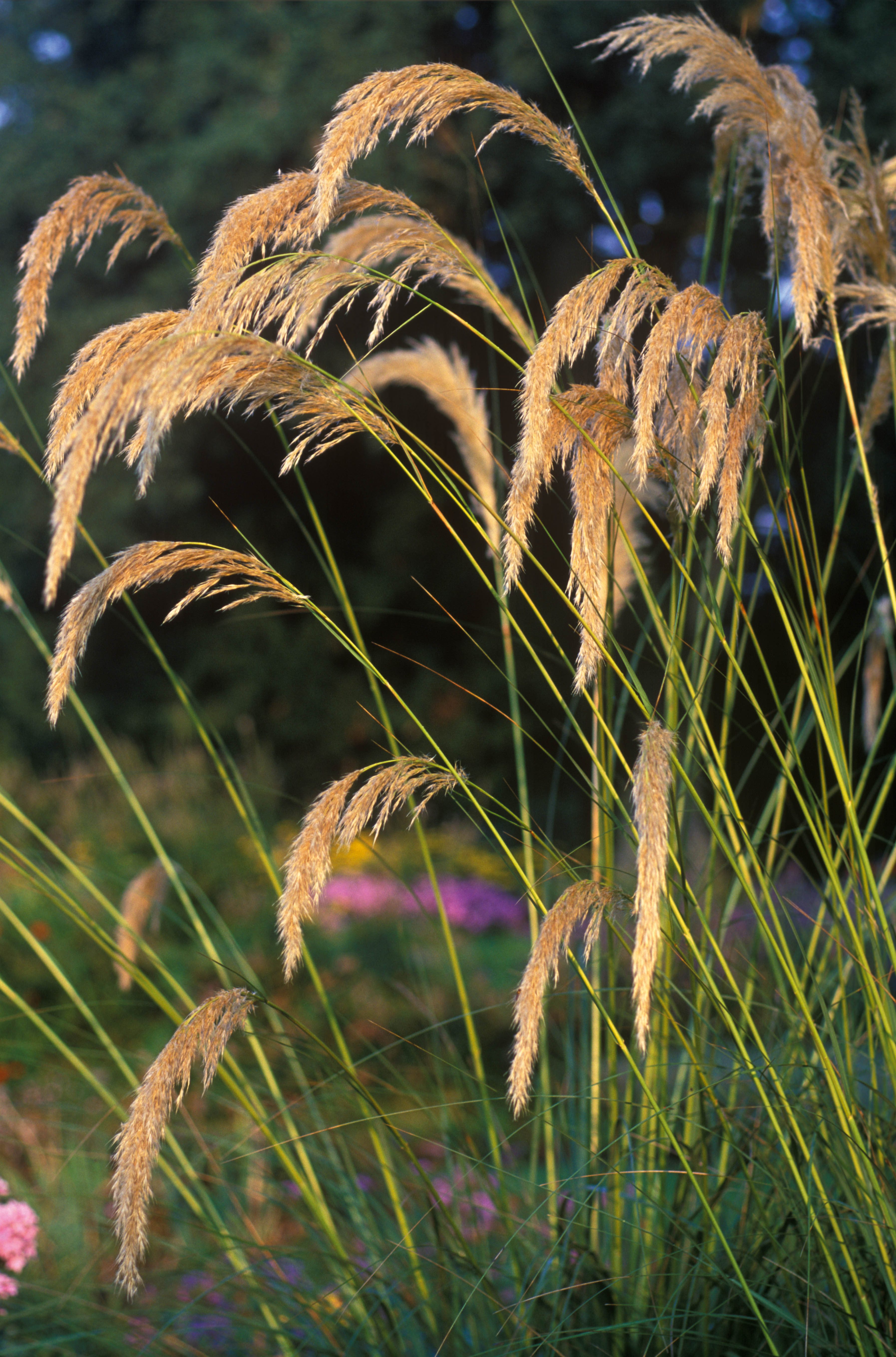 Austroderia fulvida