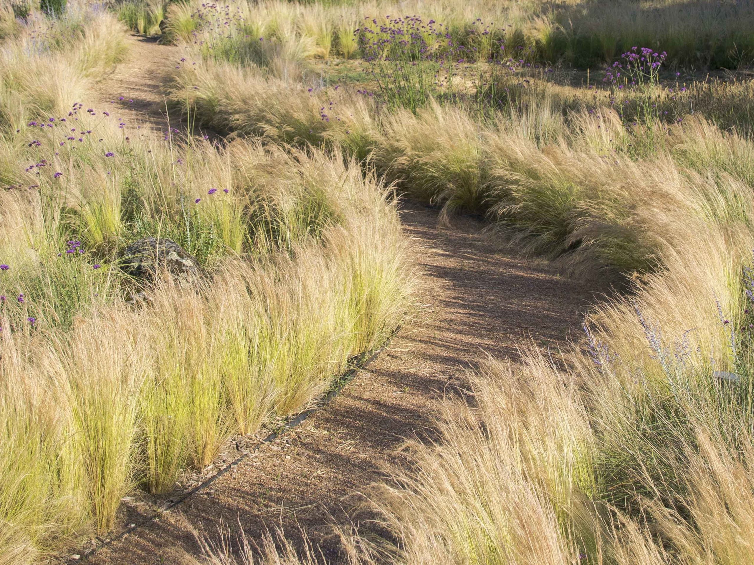 In this garden, Locus Landscape has blurred the boundary of garden and the wider landscape.