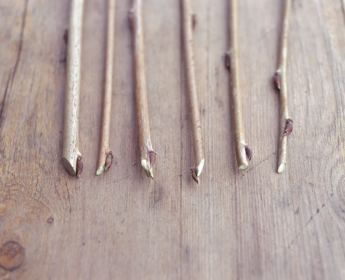 How to cut when you prune How to cut when you prune