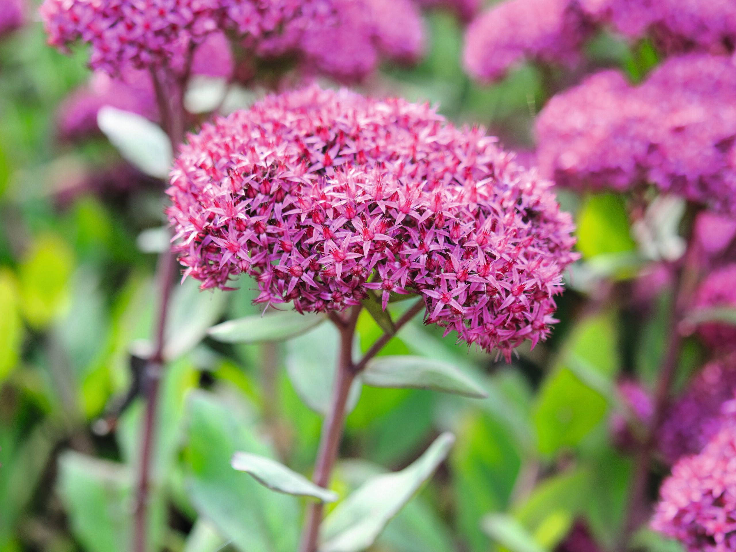 Sedum 'Mr Goodbud' © Jason Ingram