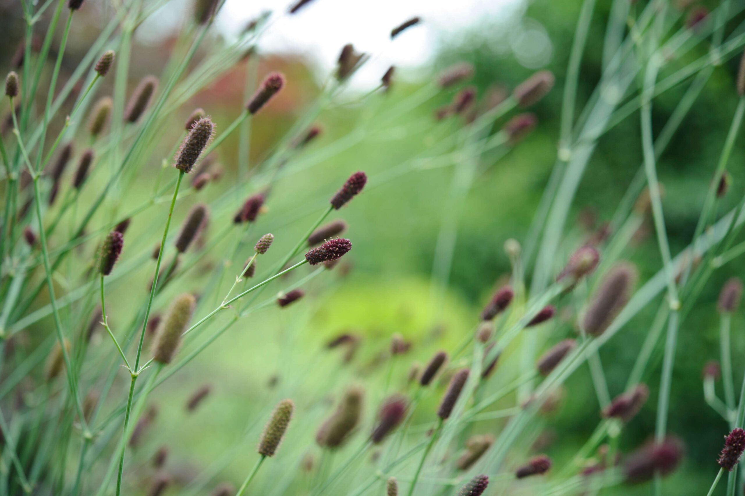 Eryngium Ebracteatum
