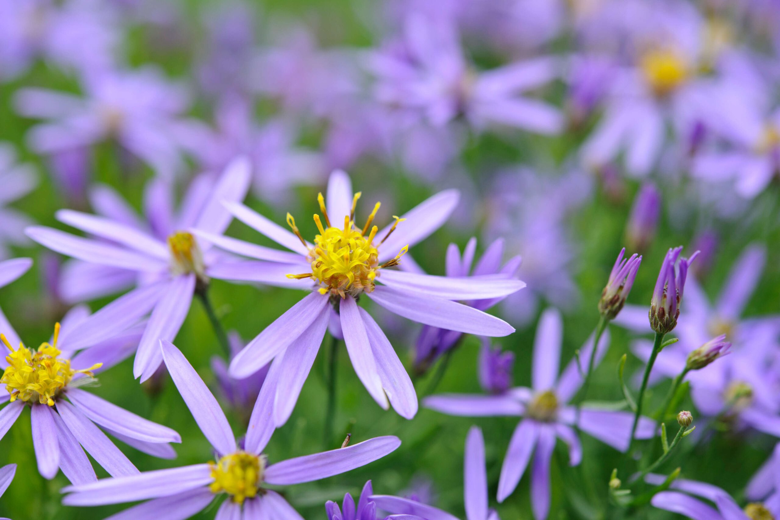 Aster sedifolius 'Nanus'