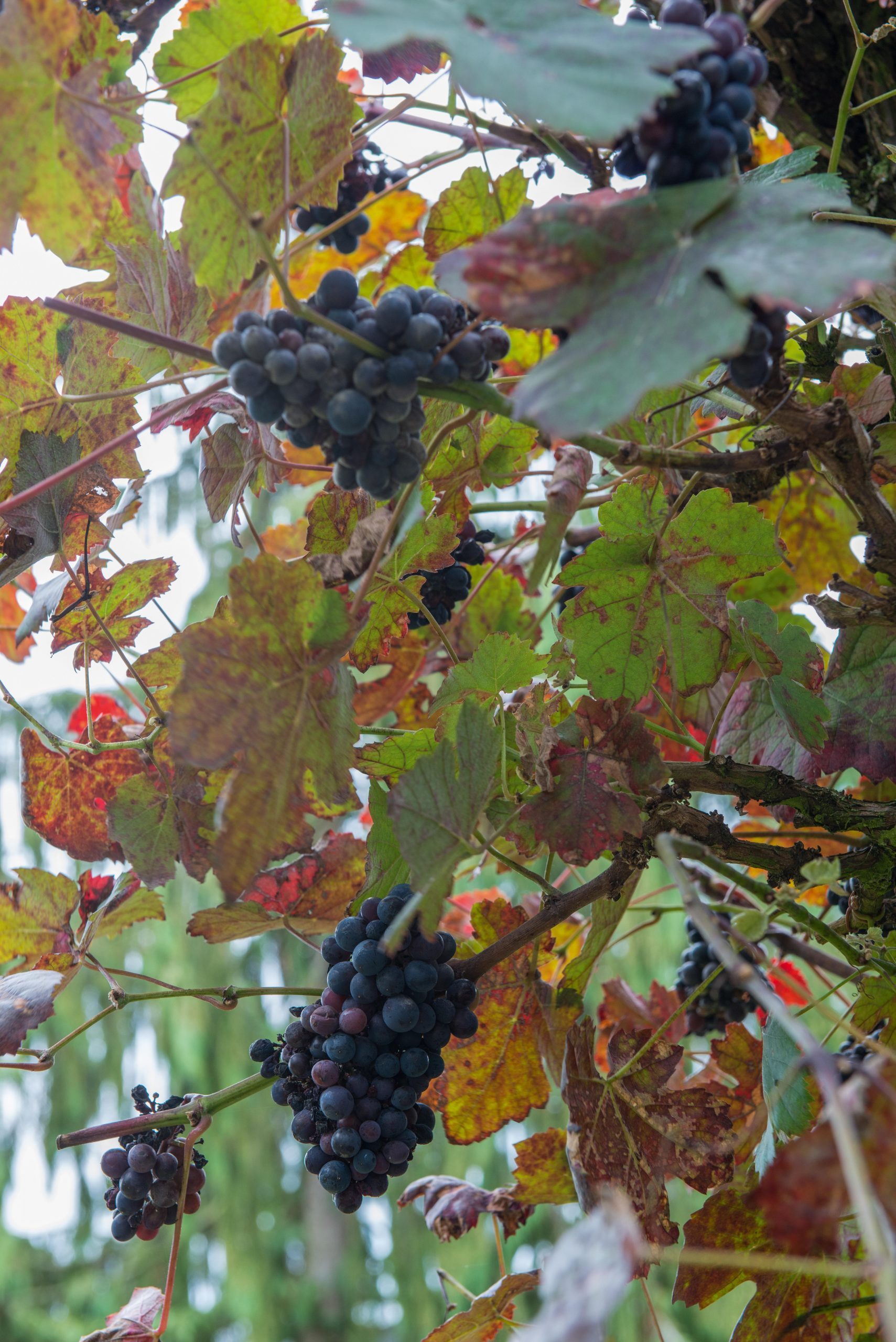 September plants and flowers: Vitis vinifera ‘Purpurea’