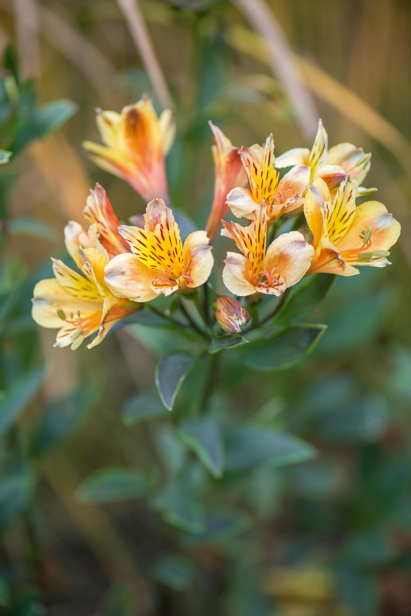 September plants and flowers: Alstroemeria ‘Summer Breeze’