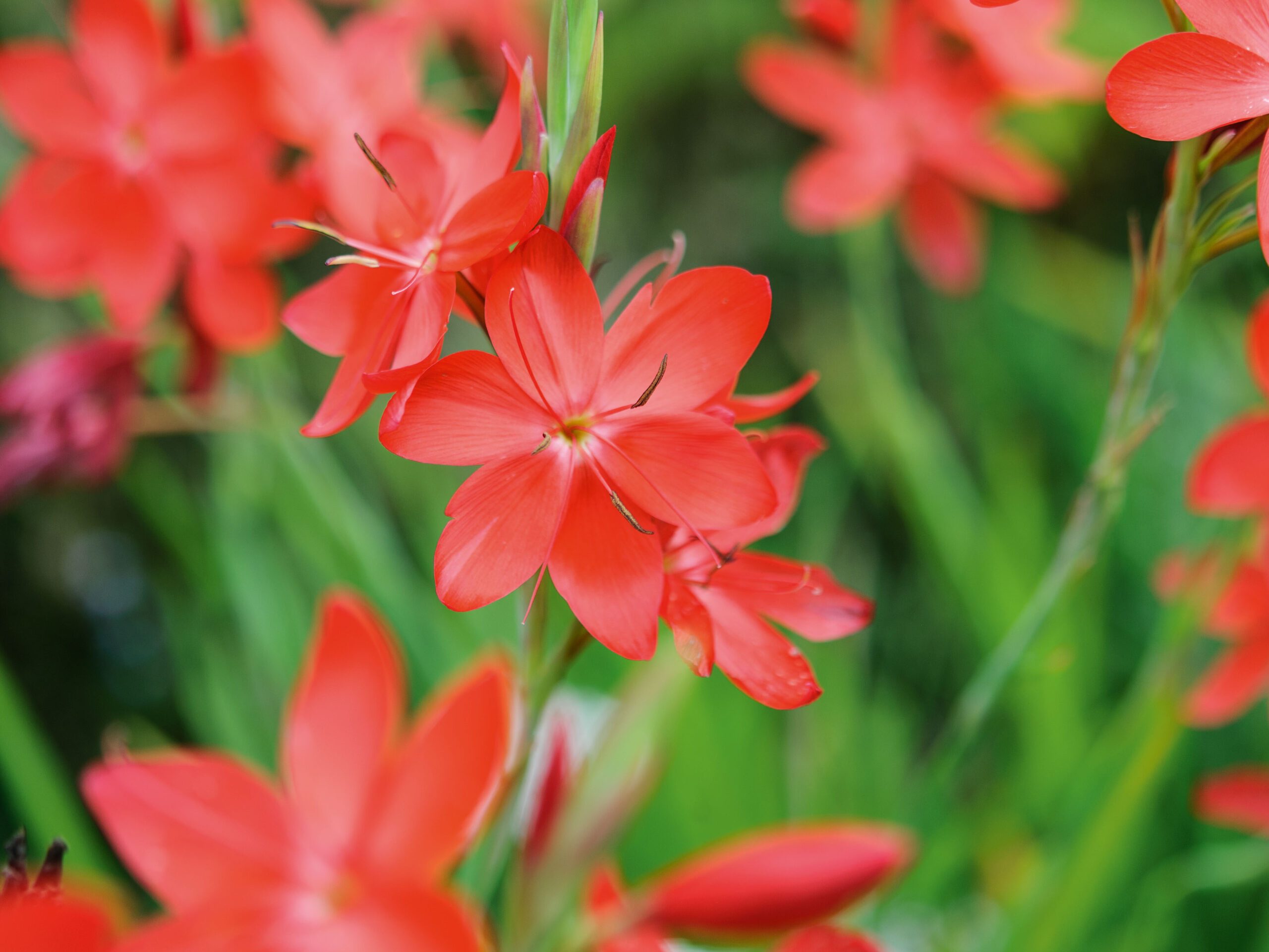 Hesperantha coccinea 'Major' © Jason Ingram