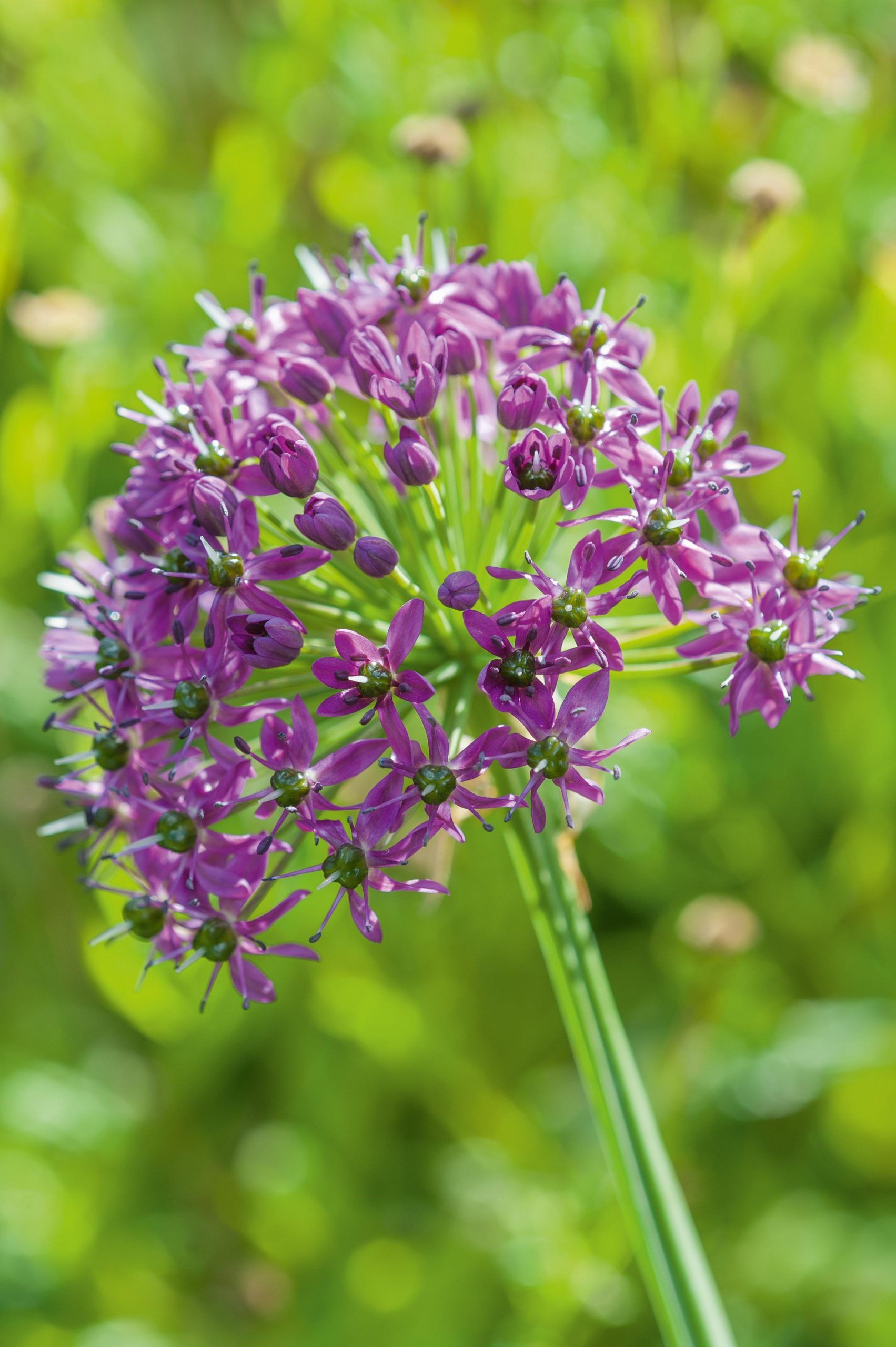 September plants and flowers: Allium wallichii