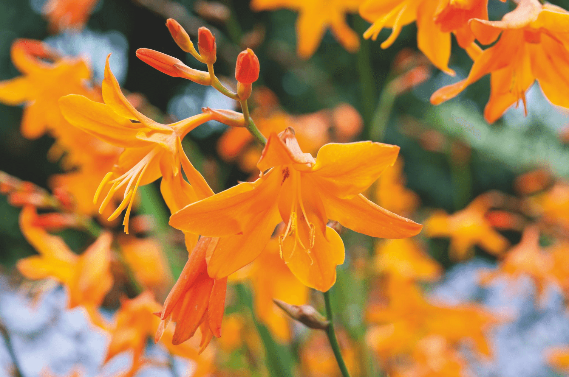 Crocosmia x crocosmiiflora ‘Star of the East’