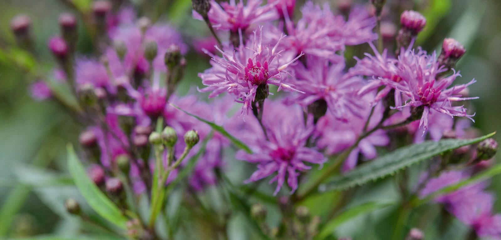 September plants and flowers: Vernonia arkansana ‘Mammuth’ © Jason Ingram