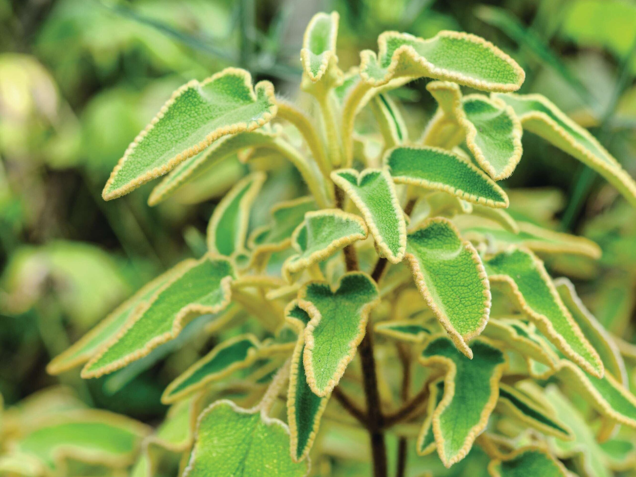 Phlomis leucophracta
