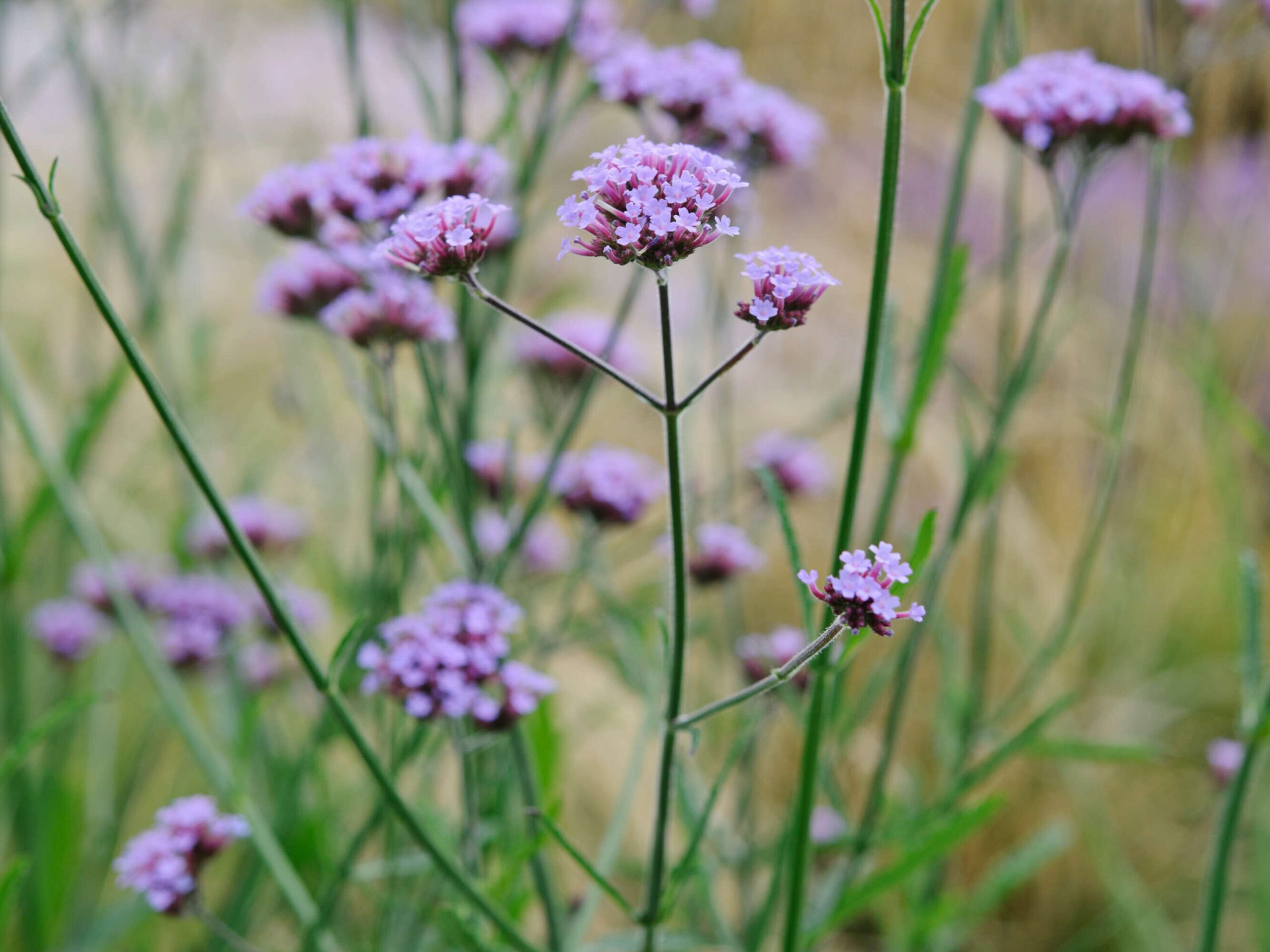 Verbena Bon 'Lollipop'