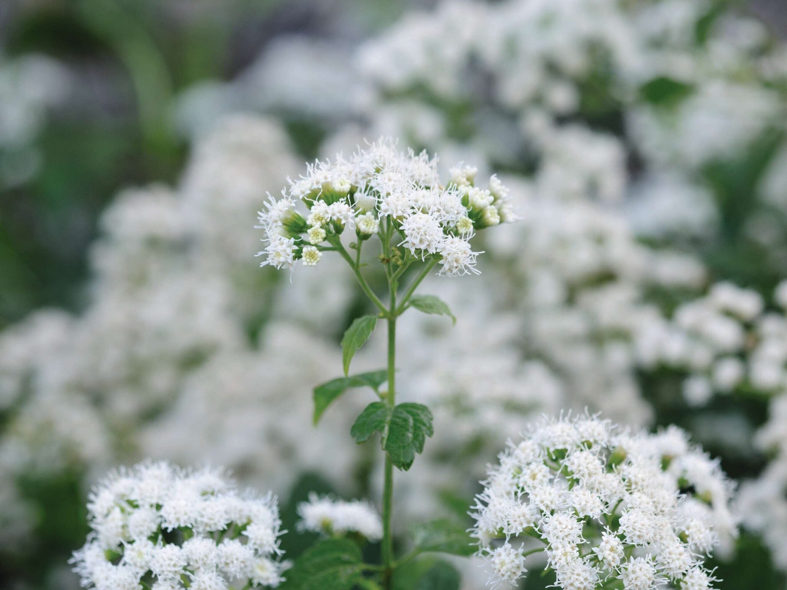Ageratina altissima ‘Braunlaub’