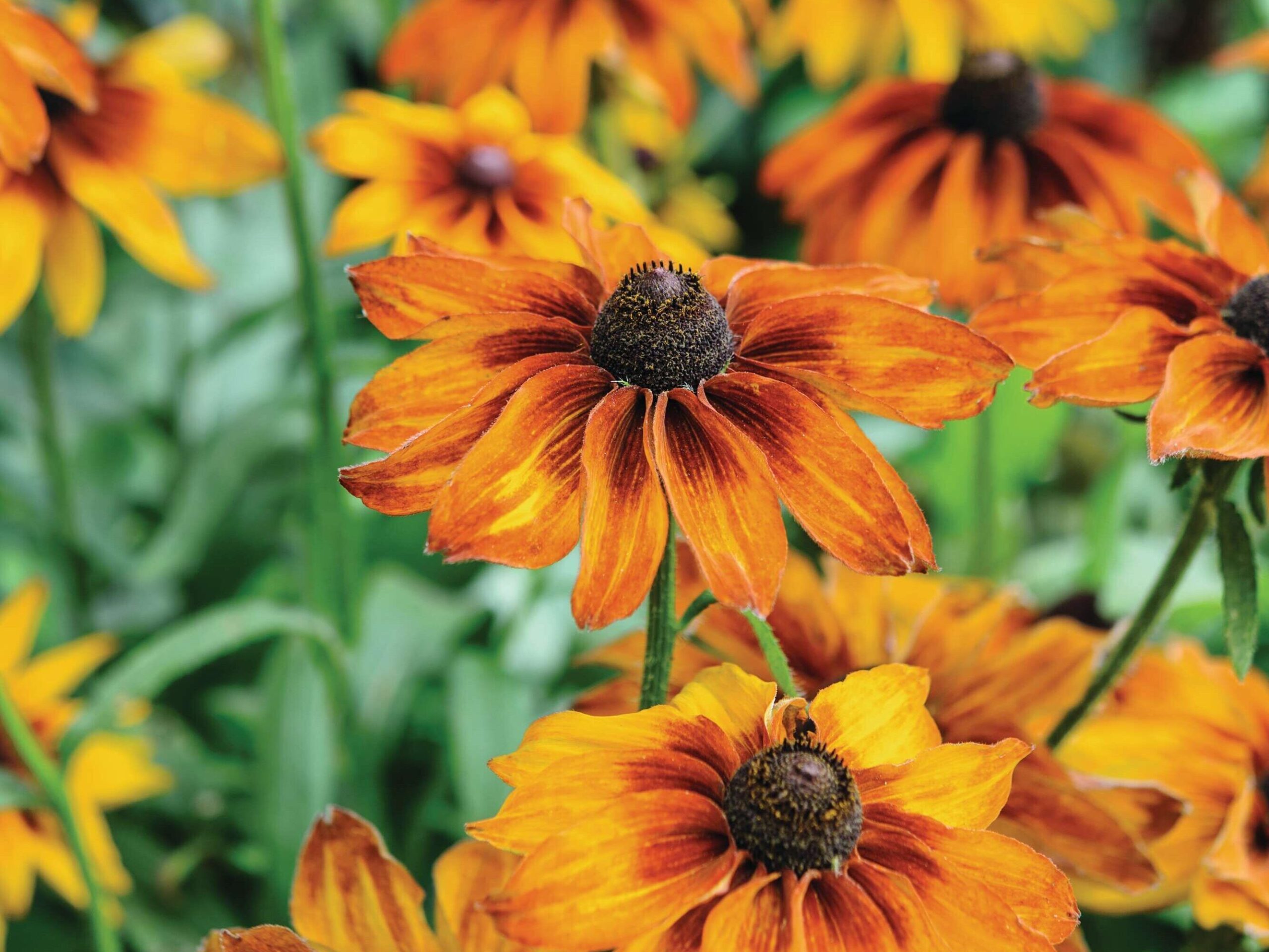 Rudbeckia hirta 'Cappuccino'.