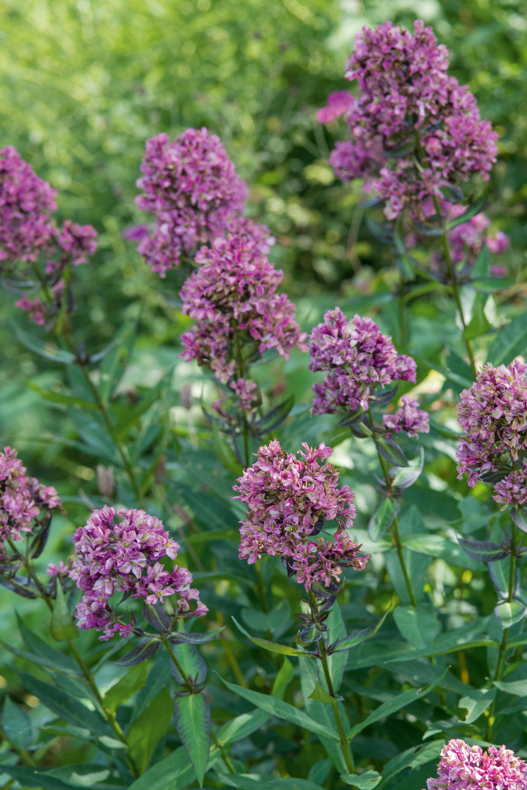 September plants and flowers: Phlox paniculata ‘Natural Feelings’
