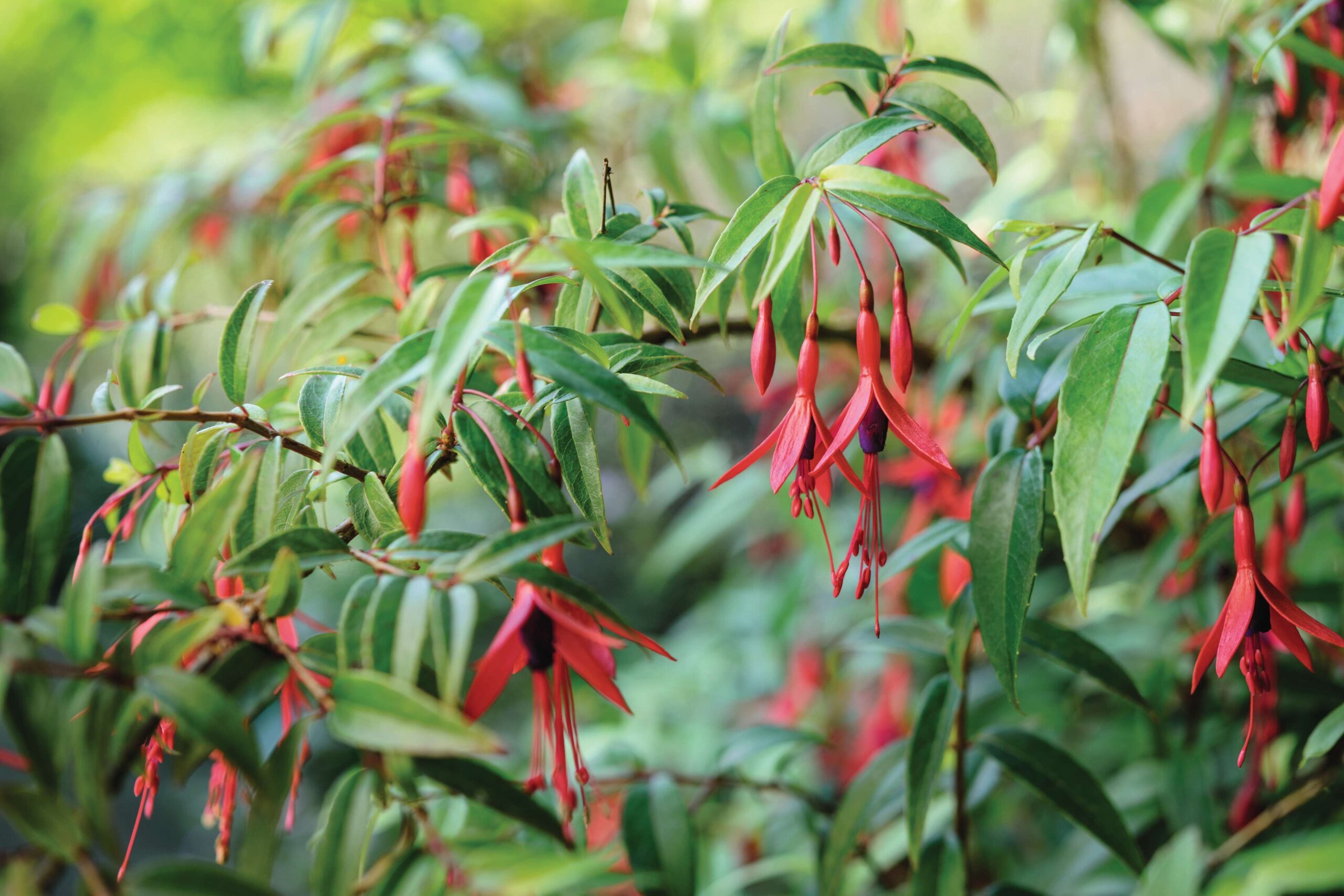 Fuchsia hatschbachii © Jason Ingram