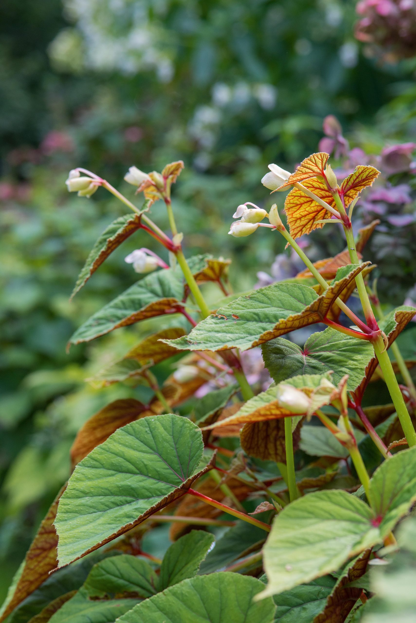 September plants and flowers: Begonia grandis subsp. evansiana var. Alba