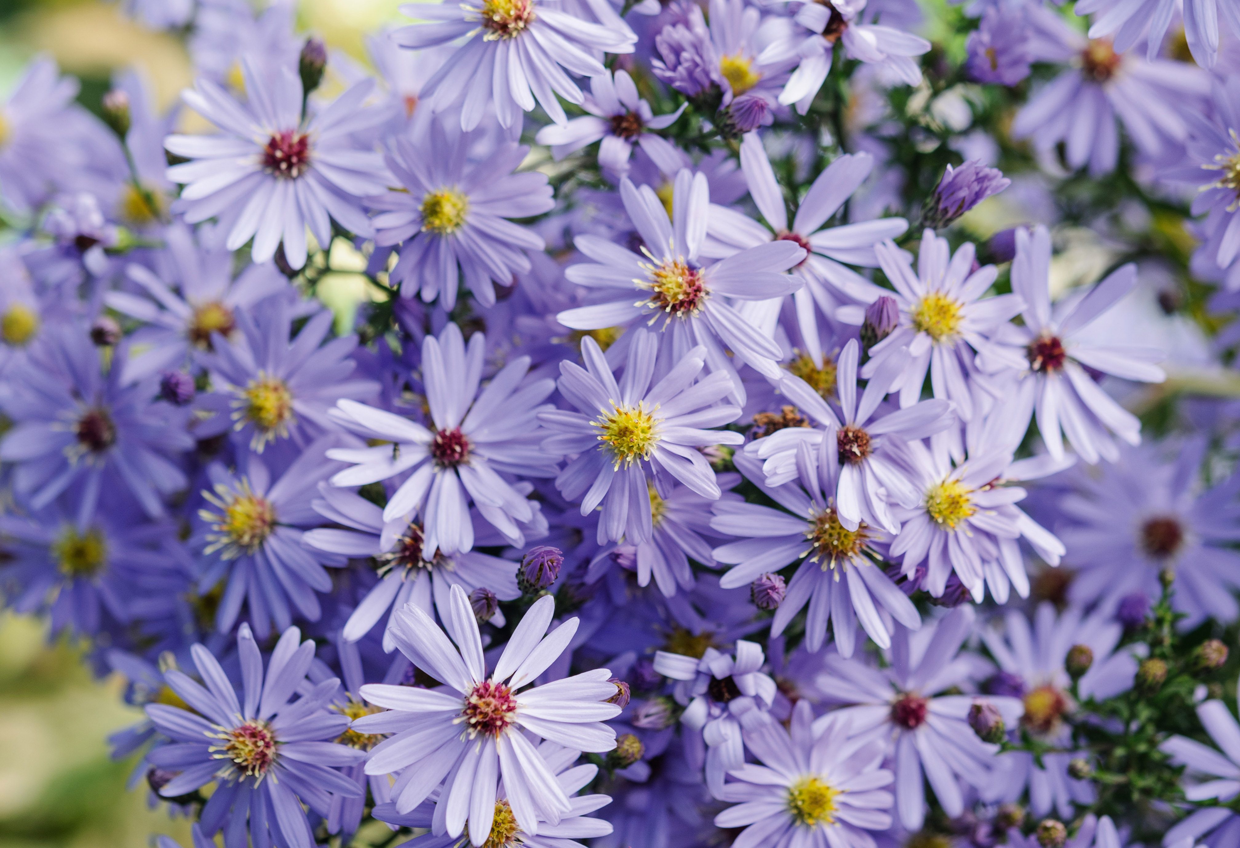 September plants and flowers: Symphyotrichum 'Little Carlow'