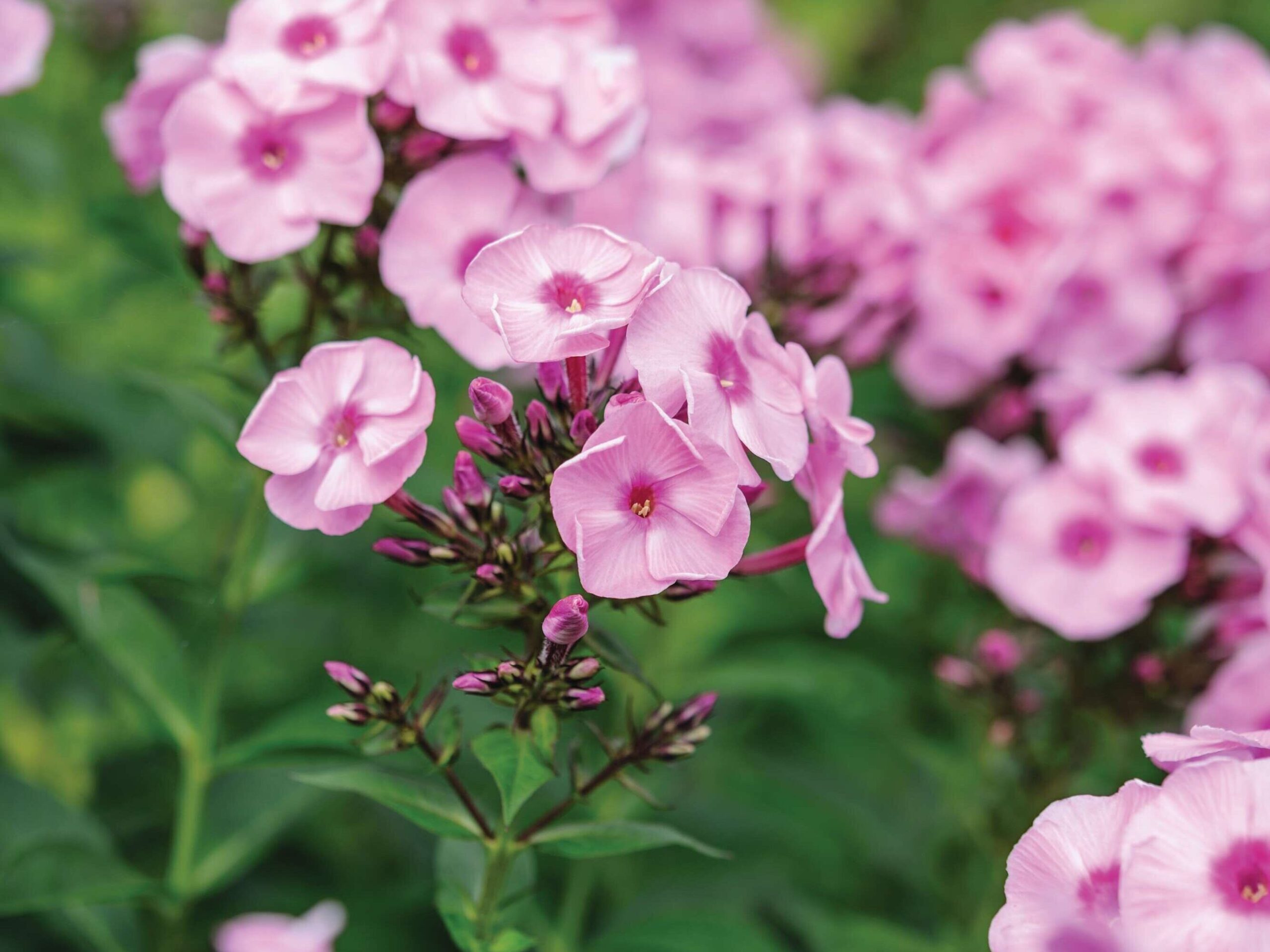 Phlox paniculata 'Herbstwalzer'
