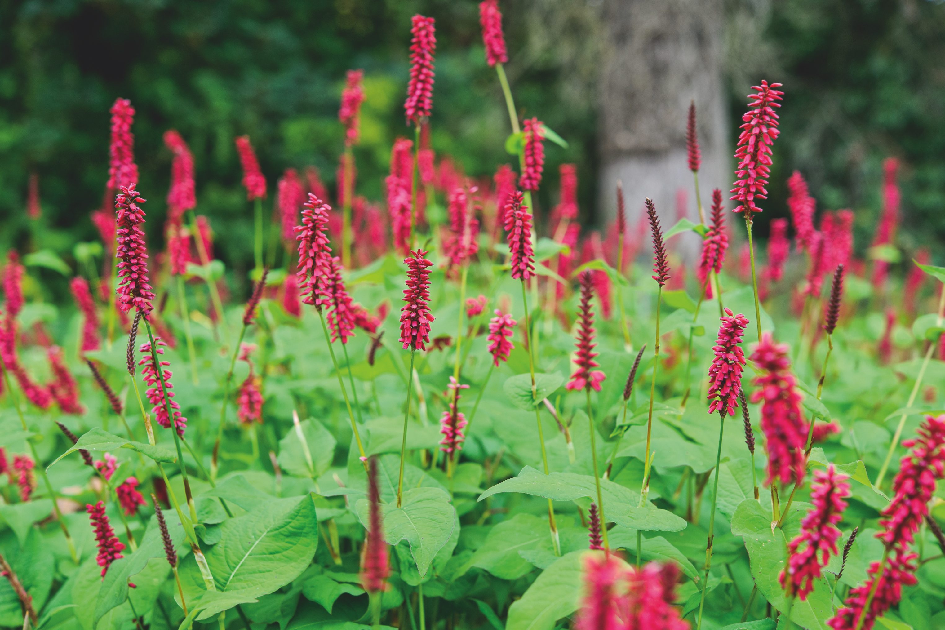 September flowers and plants Persicaria 'Taurus' © Jason Ingram