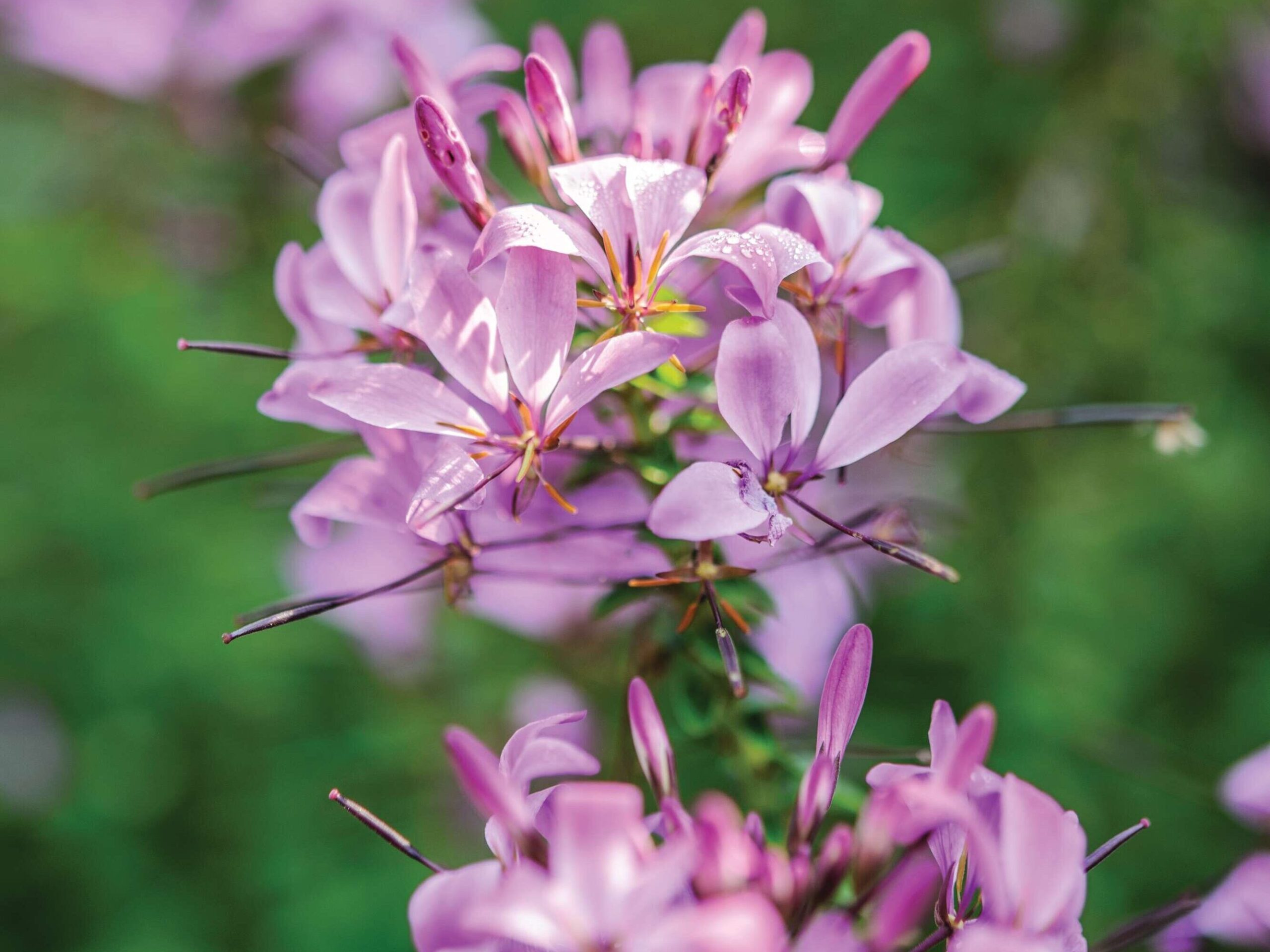 Cleome 'Senorita Rosalita'