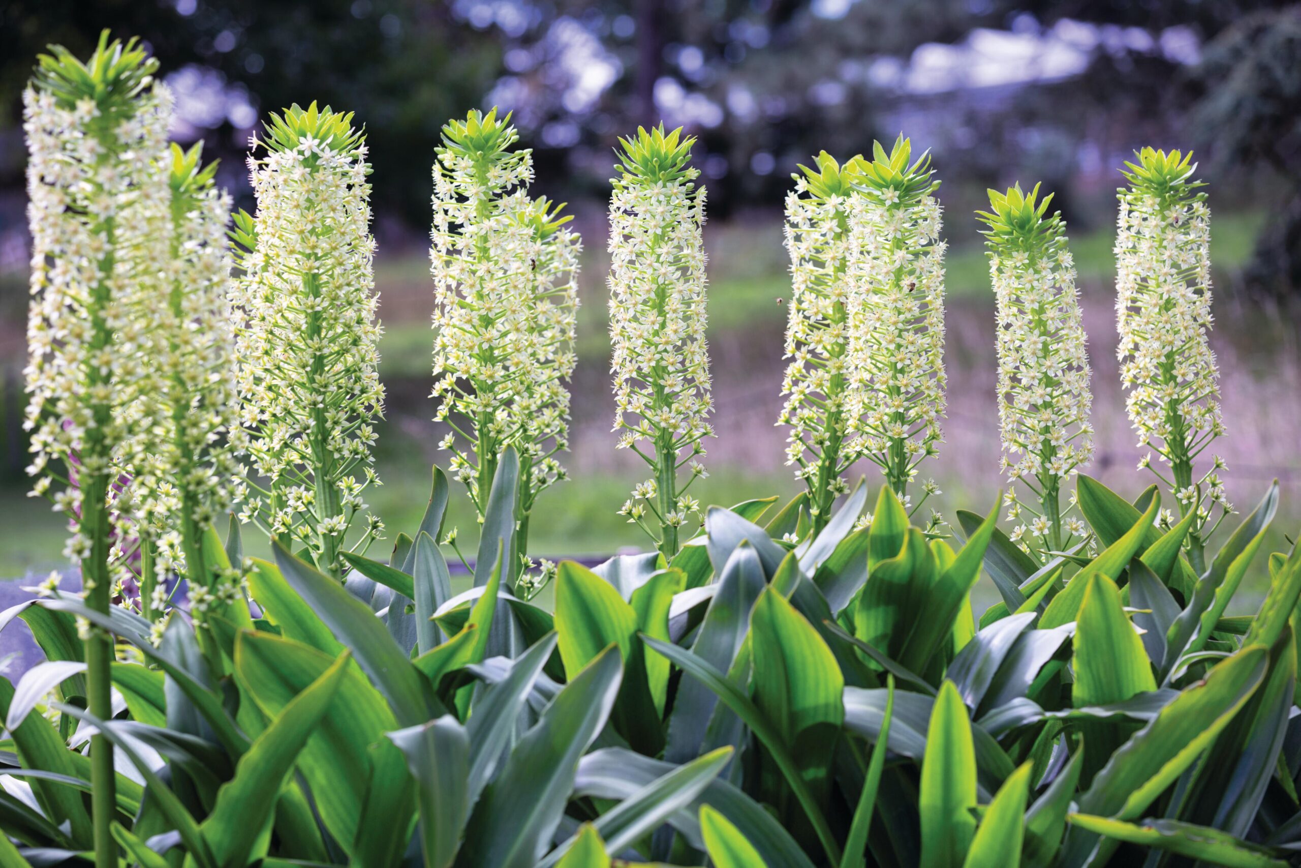 Eucomis pallidiflora ‘Goliath’ © Richard Bloom