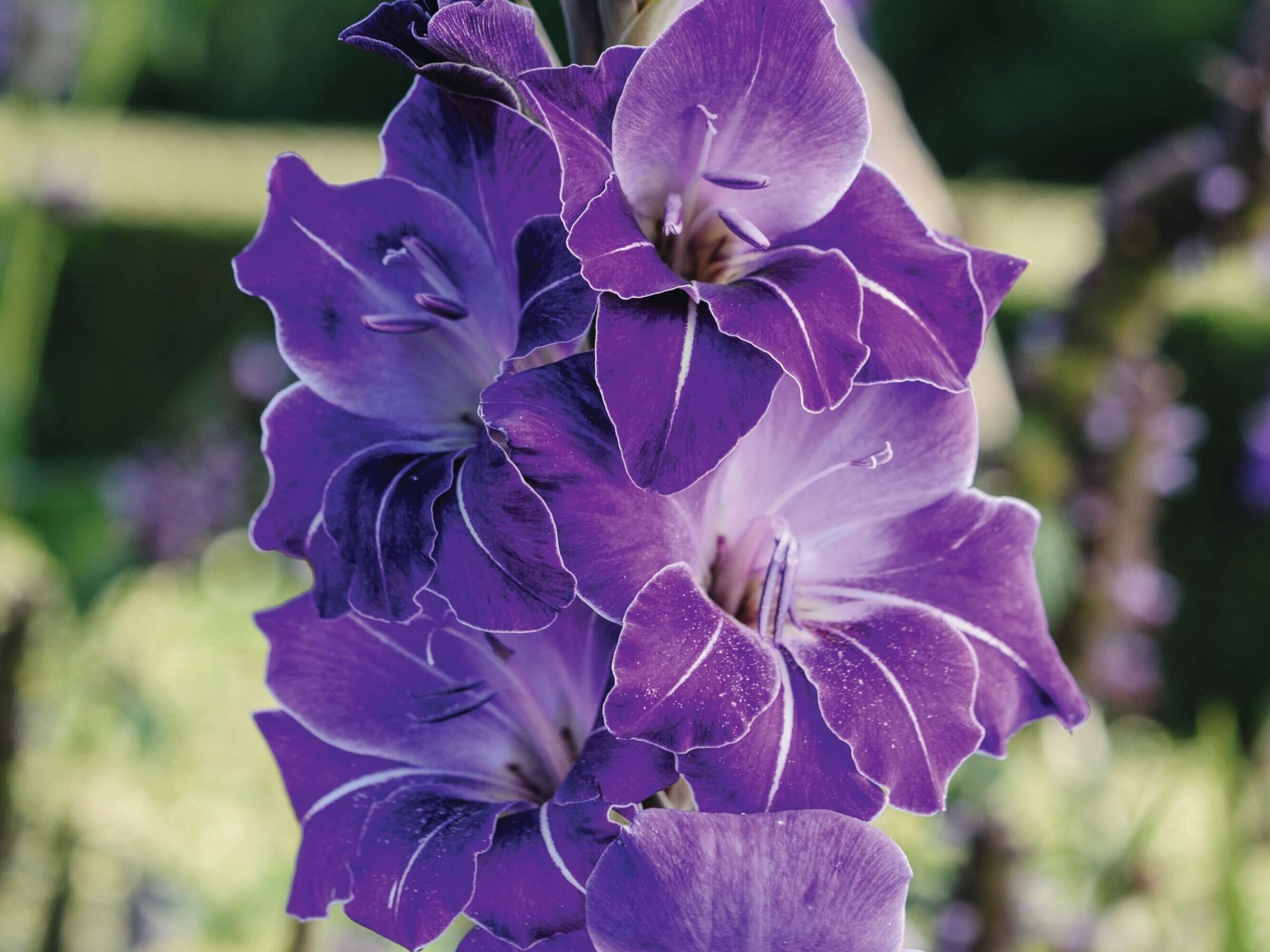 Gladiolus ‘Violetta’