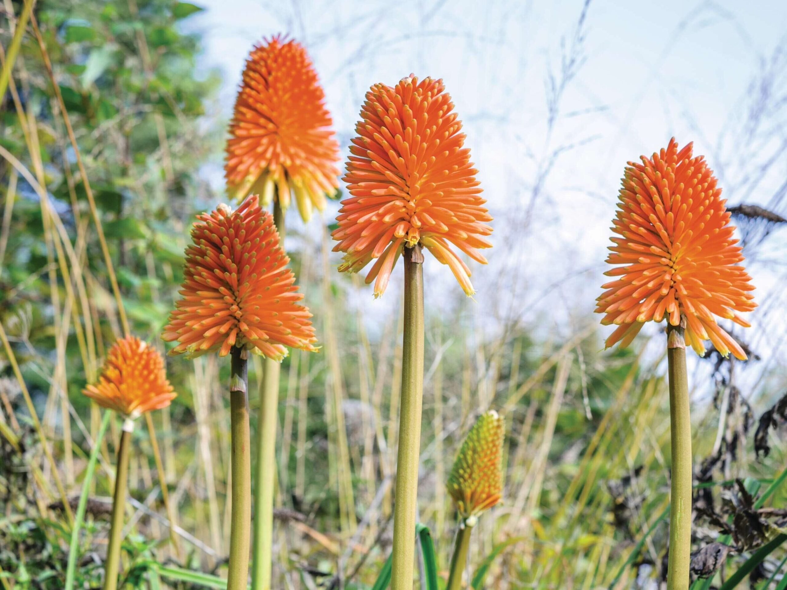 Kniphofia rooperi