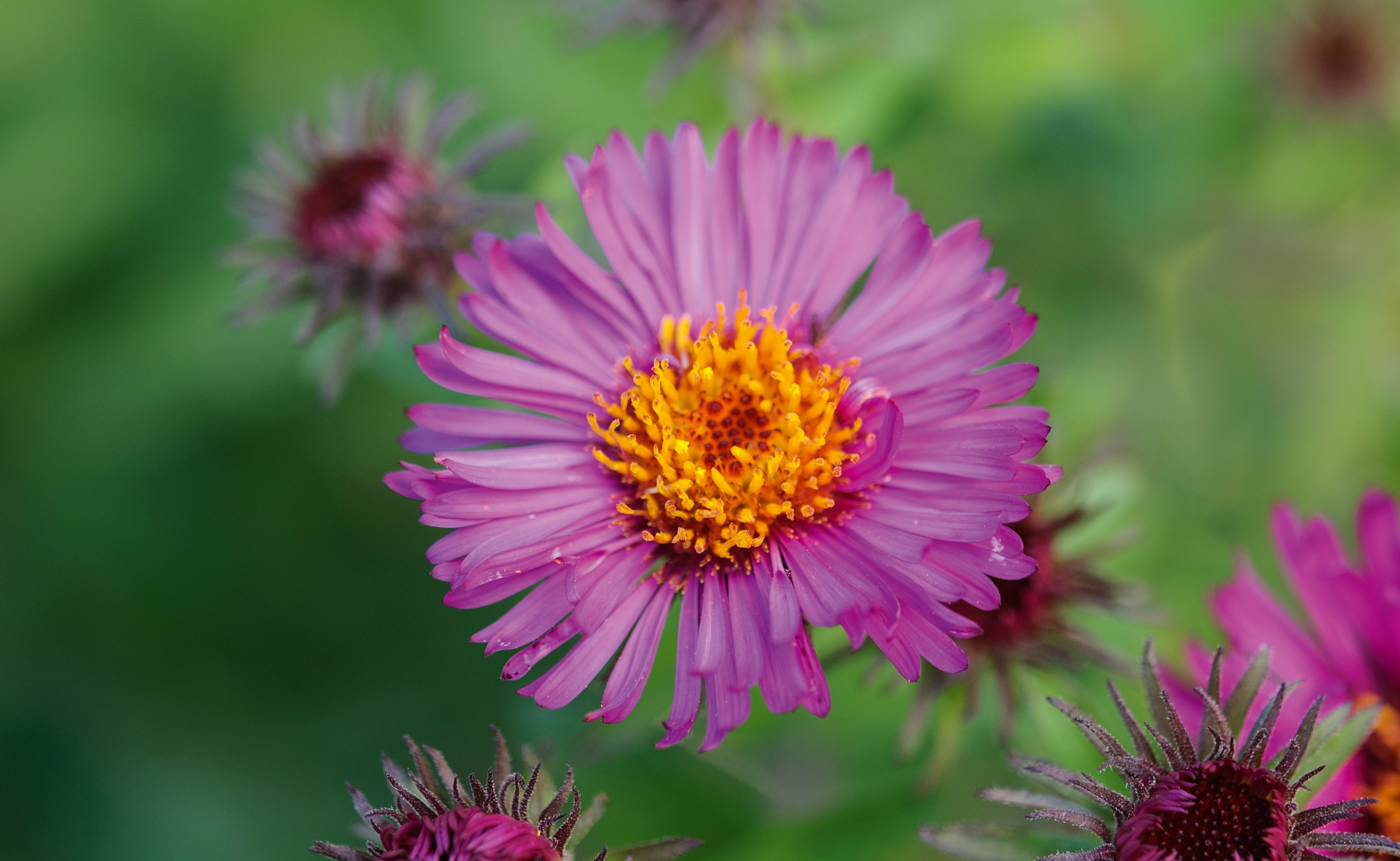 Symphyotrichum novae-angliae ‘Rubinschatz’