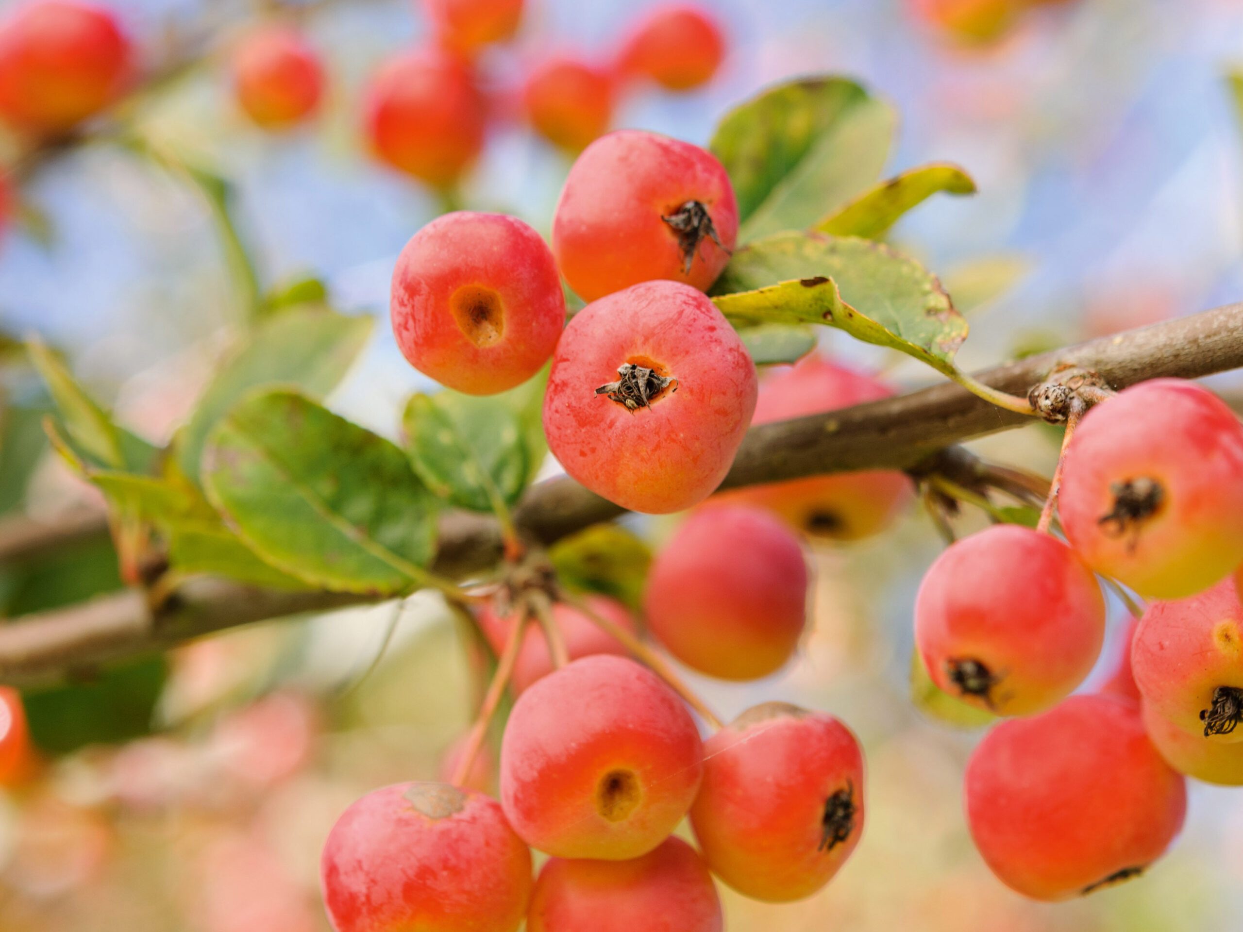 September plants and flowers: Malus x robusta
 ‘Red Sentinel’