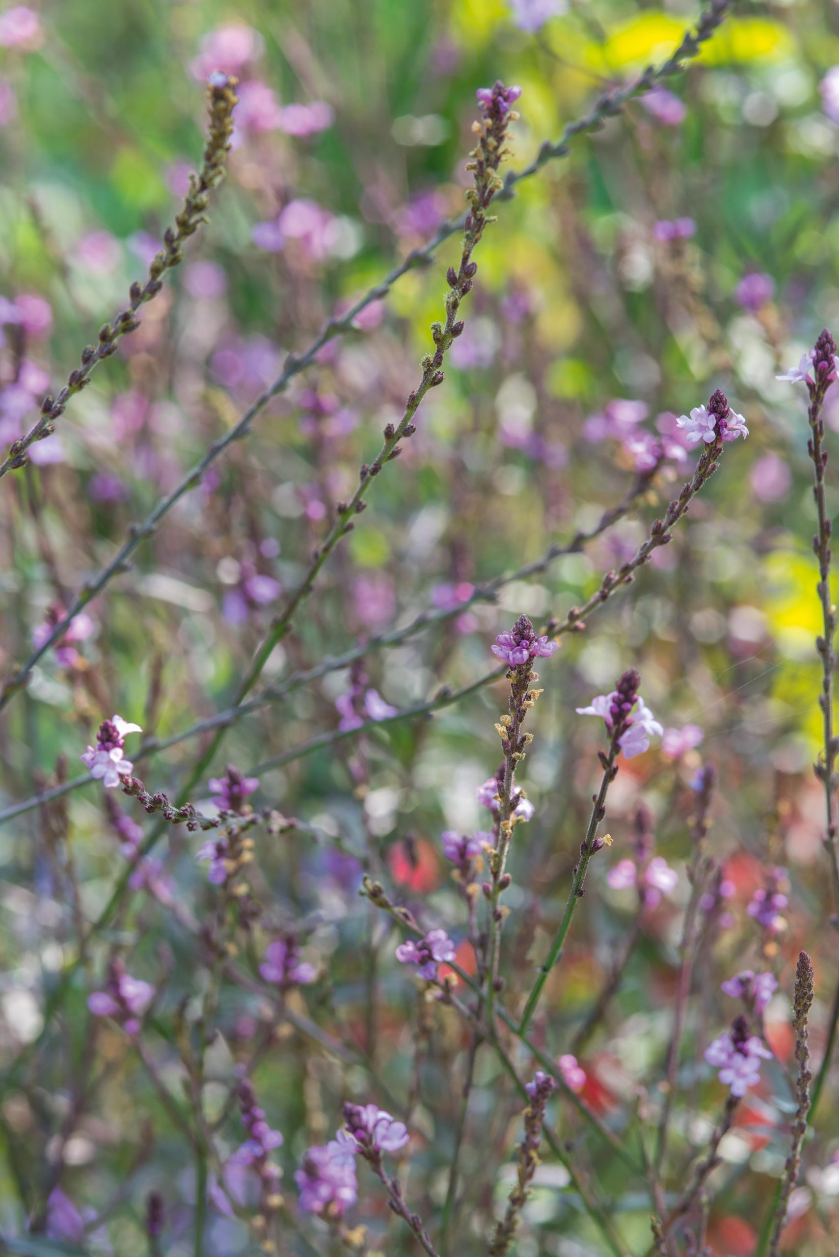 September plants and flowers: Verbena officinalis var. grandiflora ‘Bampton’
