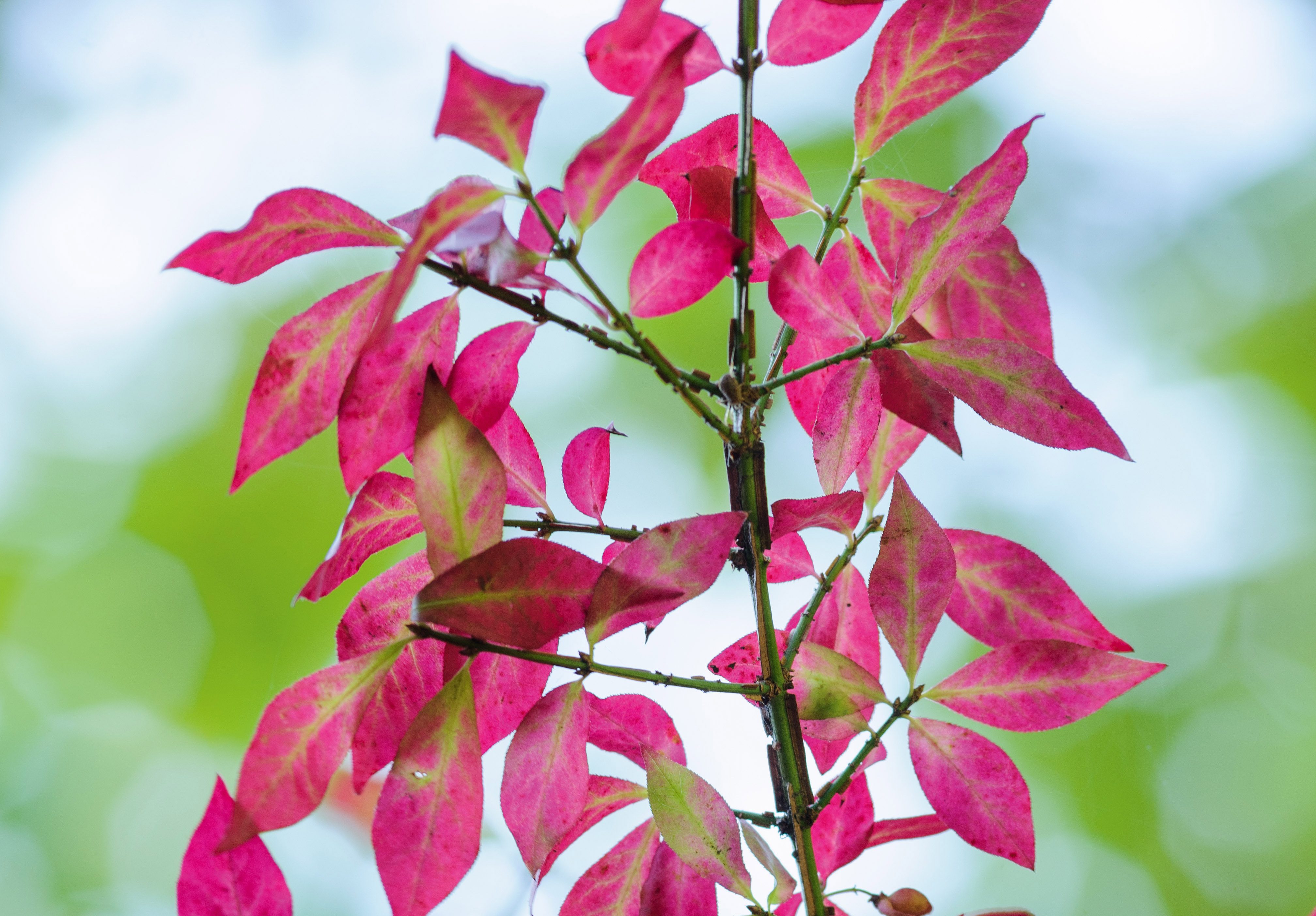 September plants and flowers: Euonymus alatus ‘Compactus’