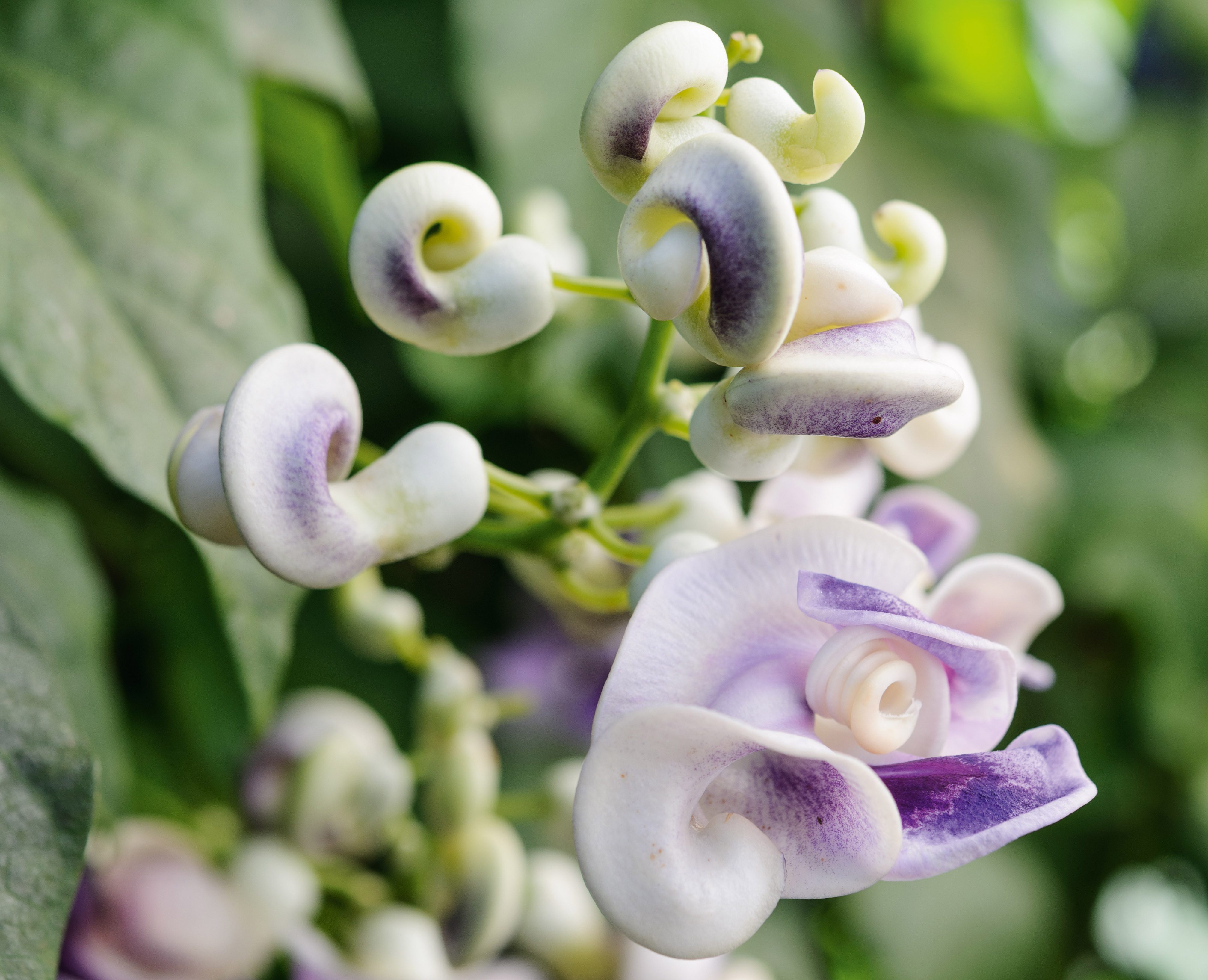 September plants and flowers: Vigna caracalla