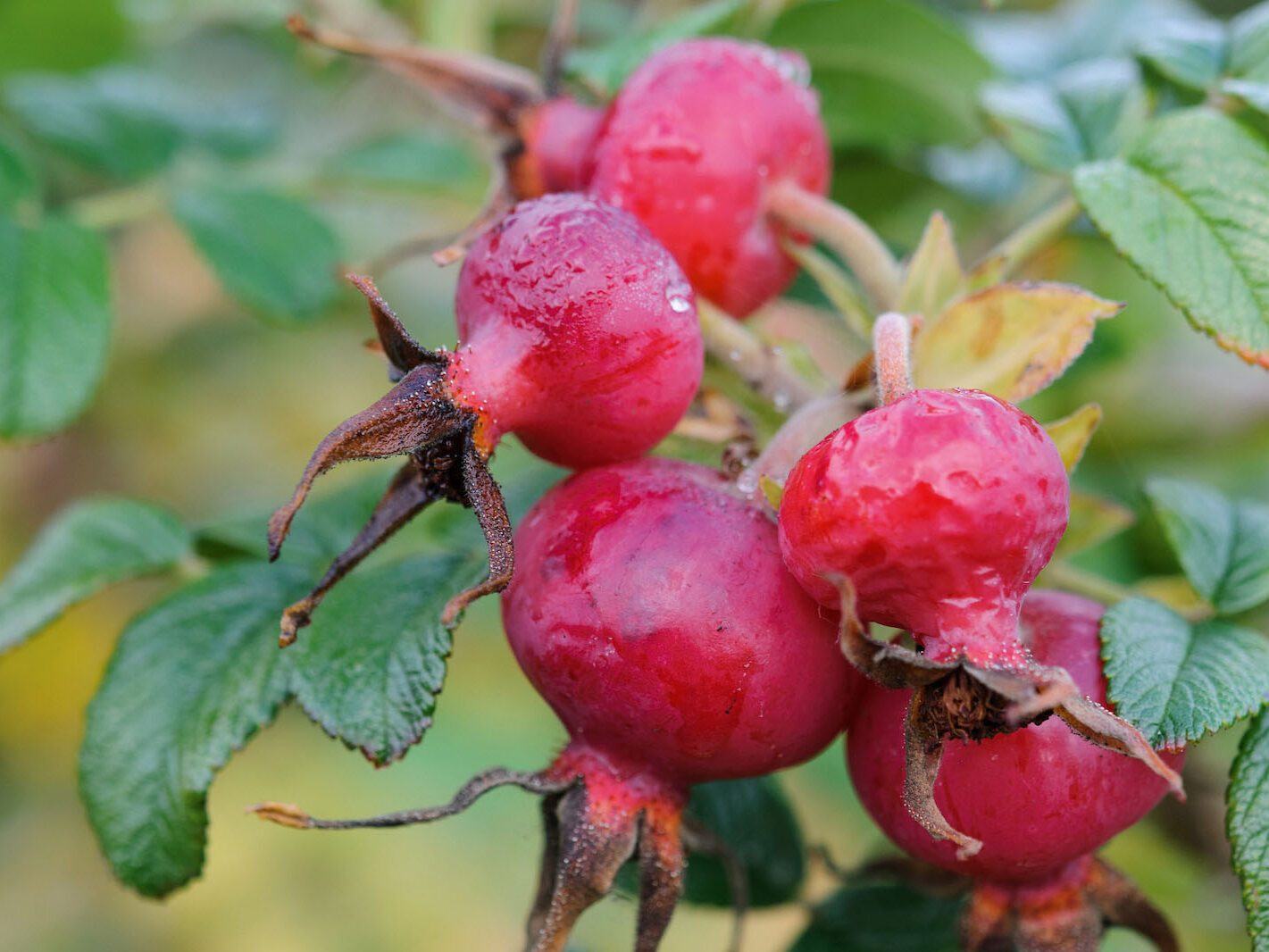 The best October flowers: Rosa ‘fru dagmar Hastrup’