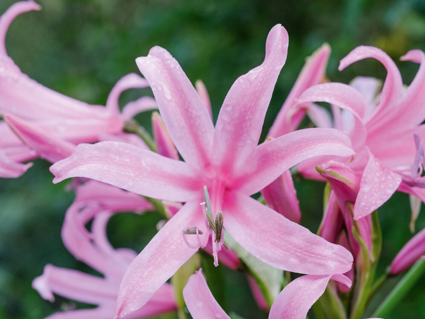 The best October flowers: x Amarine tubergenii Belladiva Series