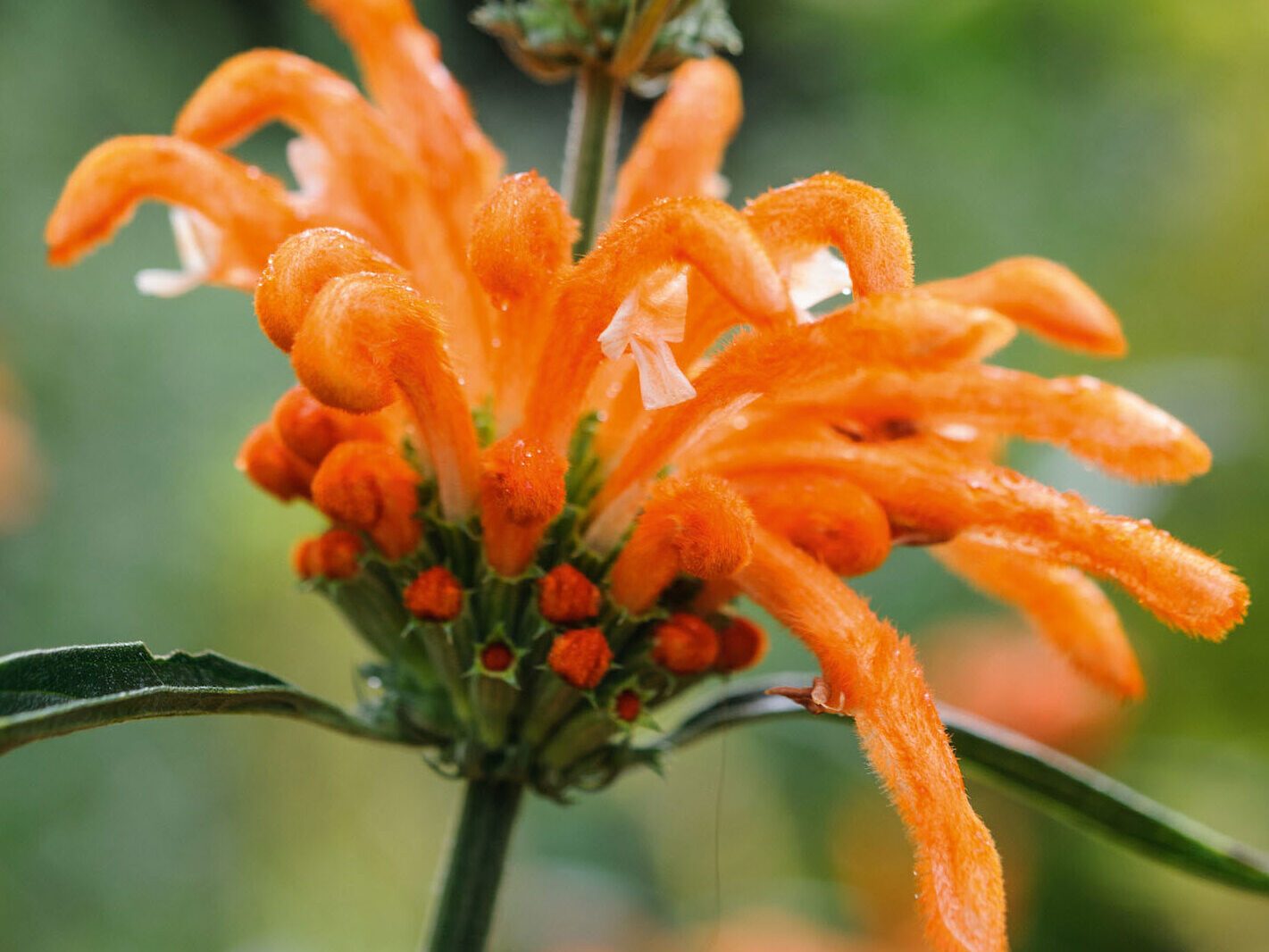 The best October flowers: Leonotis leonurus