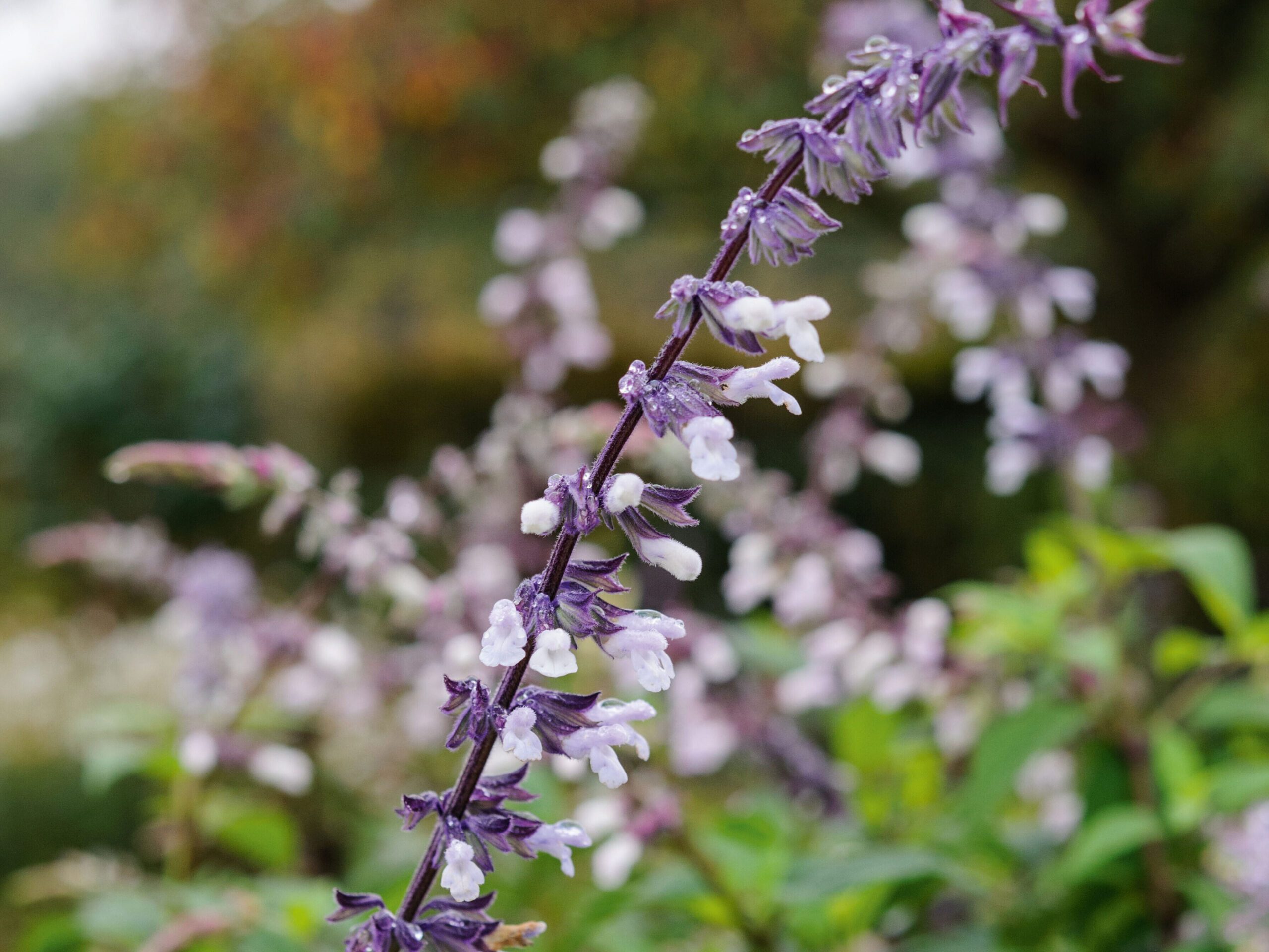 October flowers: Salvia Waverly