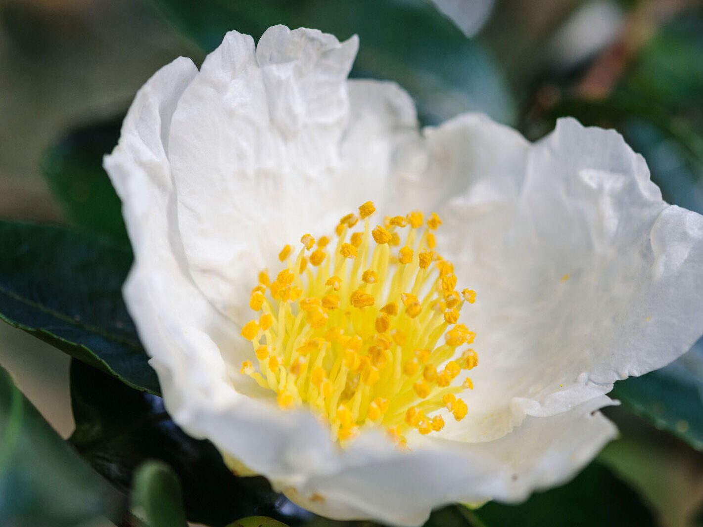 The best October flowers: Camellia sasanqua ‘Narumigata’