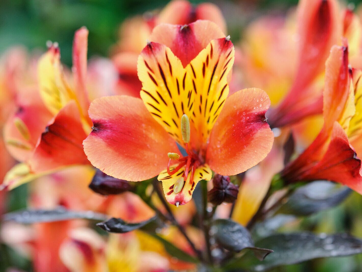 The best October flowers: Alstroemeria Indian Summer (= ‘Tesronto’)