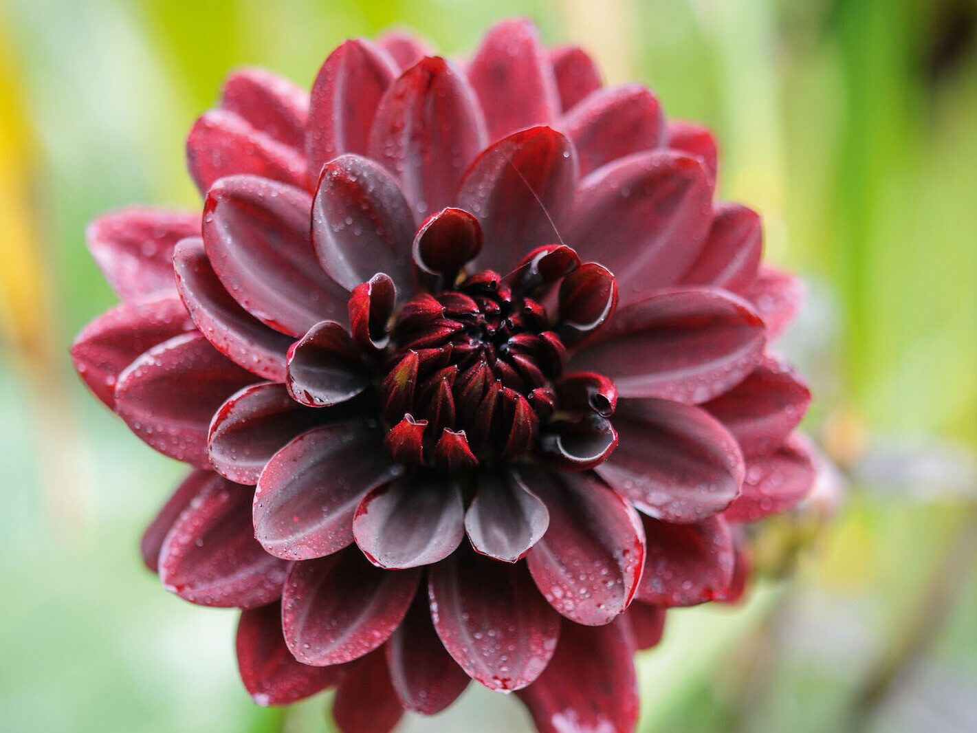 The best October flowers: Dahlia ‘Karma Choc’