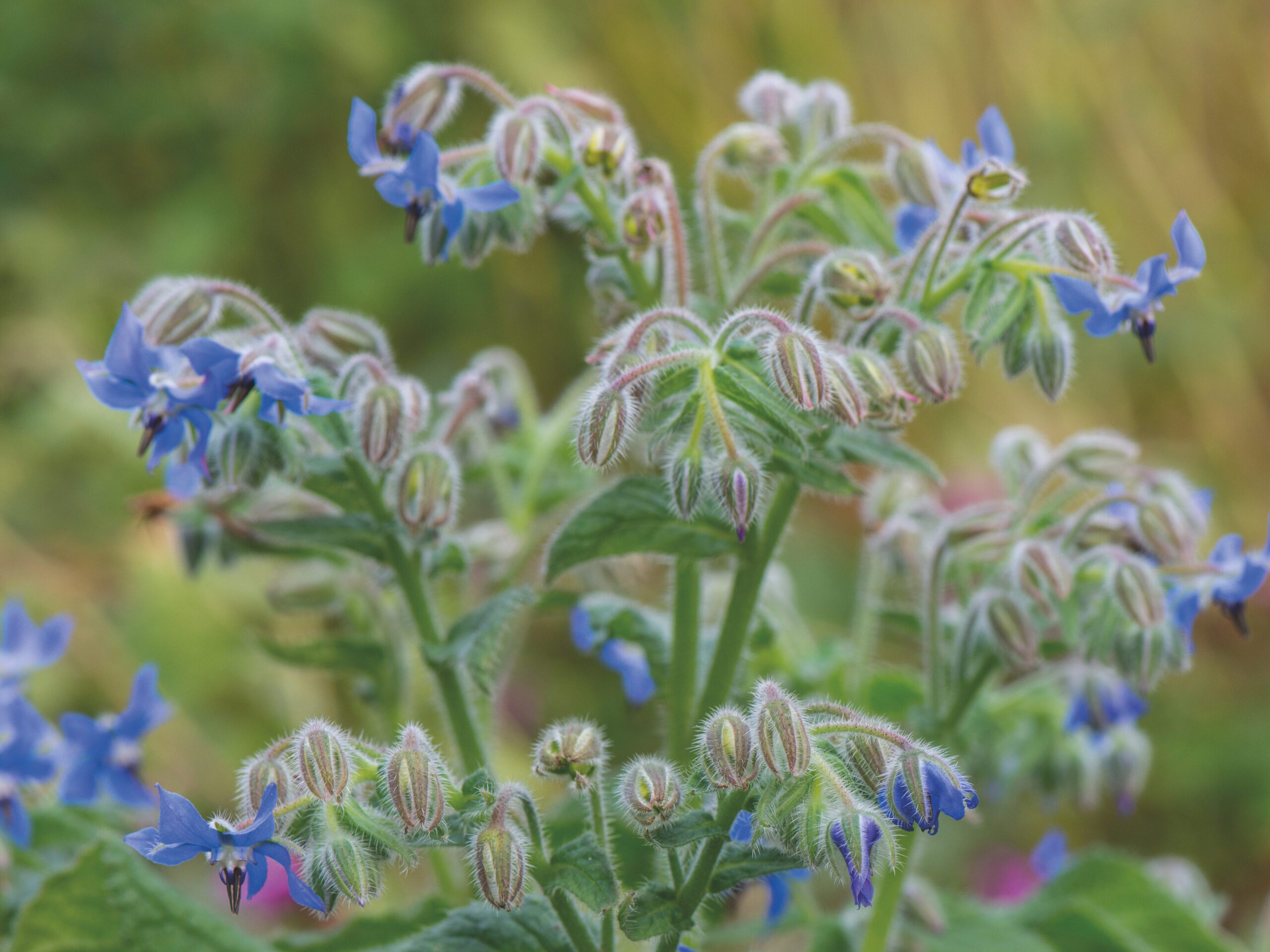 Borago officinalis