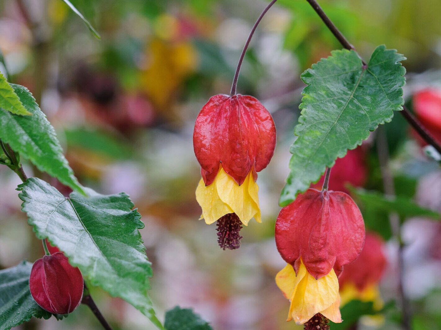 The best October flowers: Abutilon megapotamicum ‘Wakehurst’