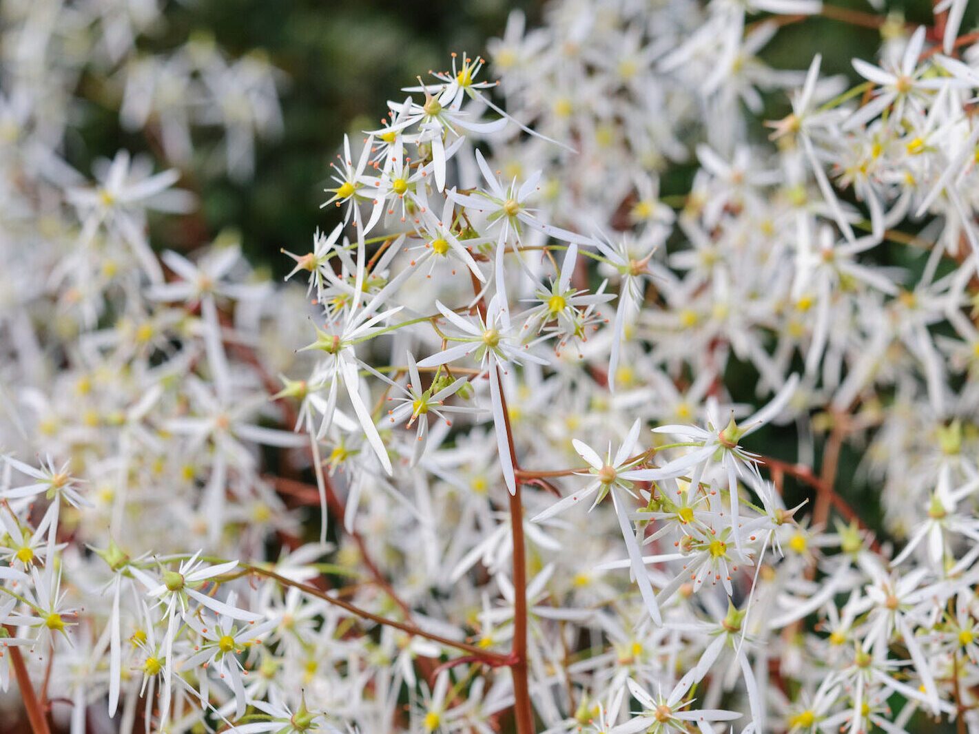 The best October flowers: Saxifraga ‘Rubrifolia’
