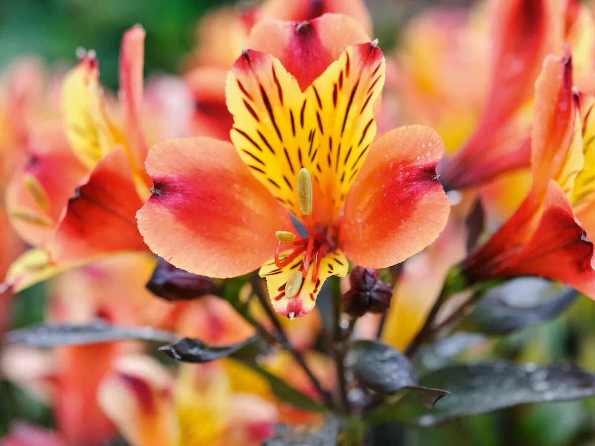 Alstroemeria Indian Summer 'Tesronto' Alstroemeria Indian Summer 'Tesronto'