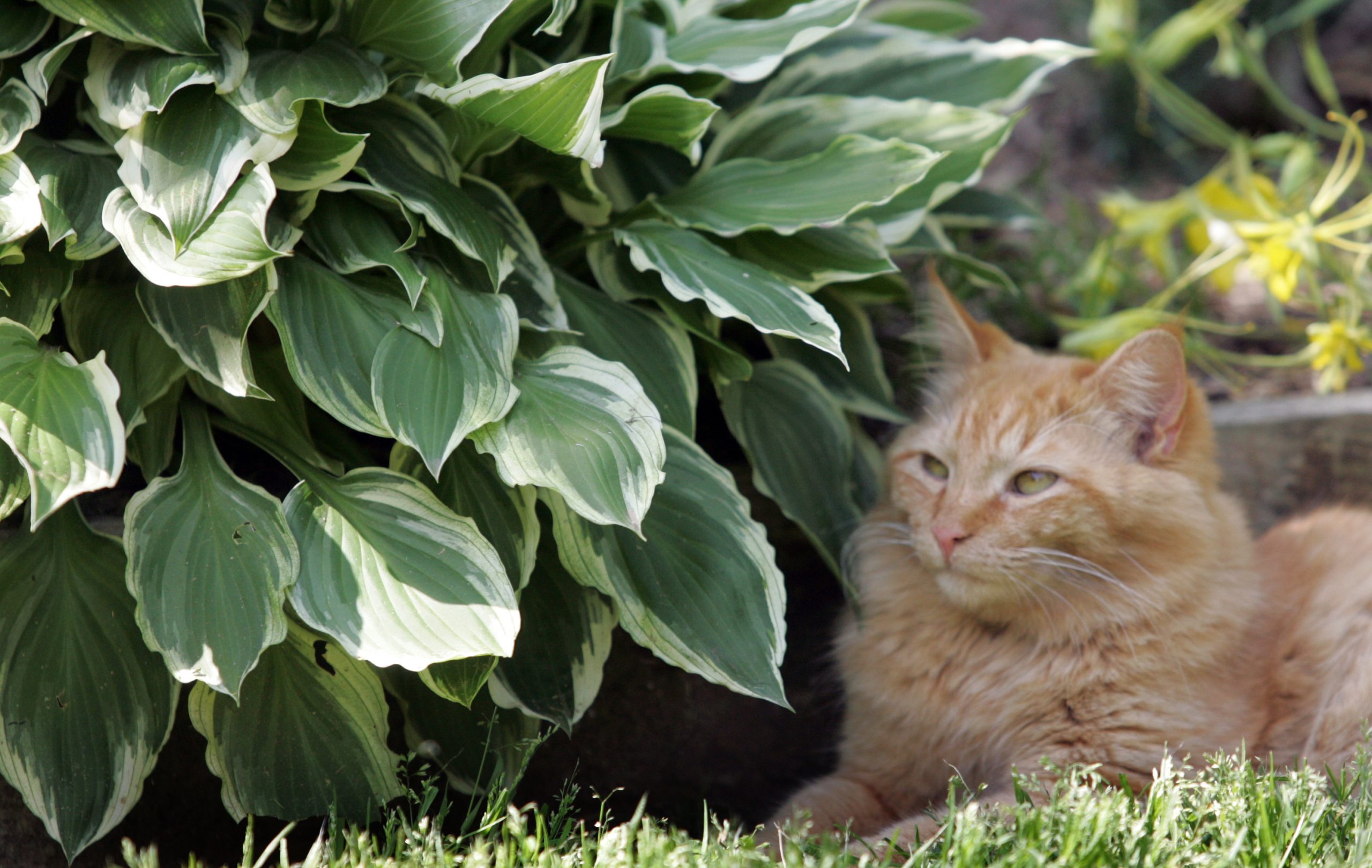 A cat sits next to hostas in the garden.