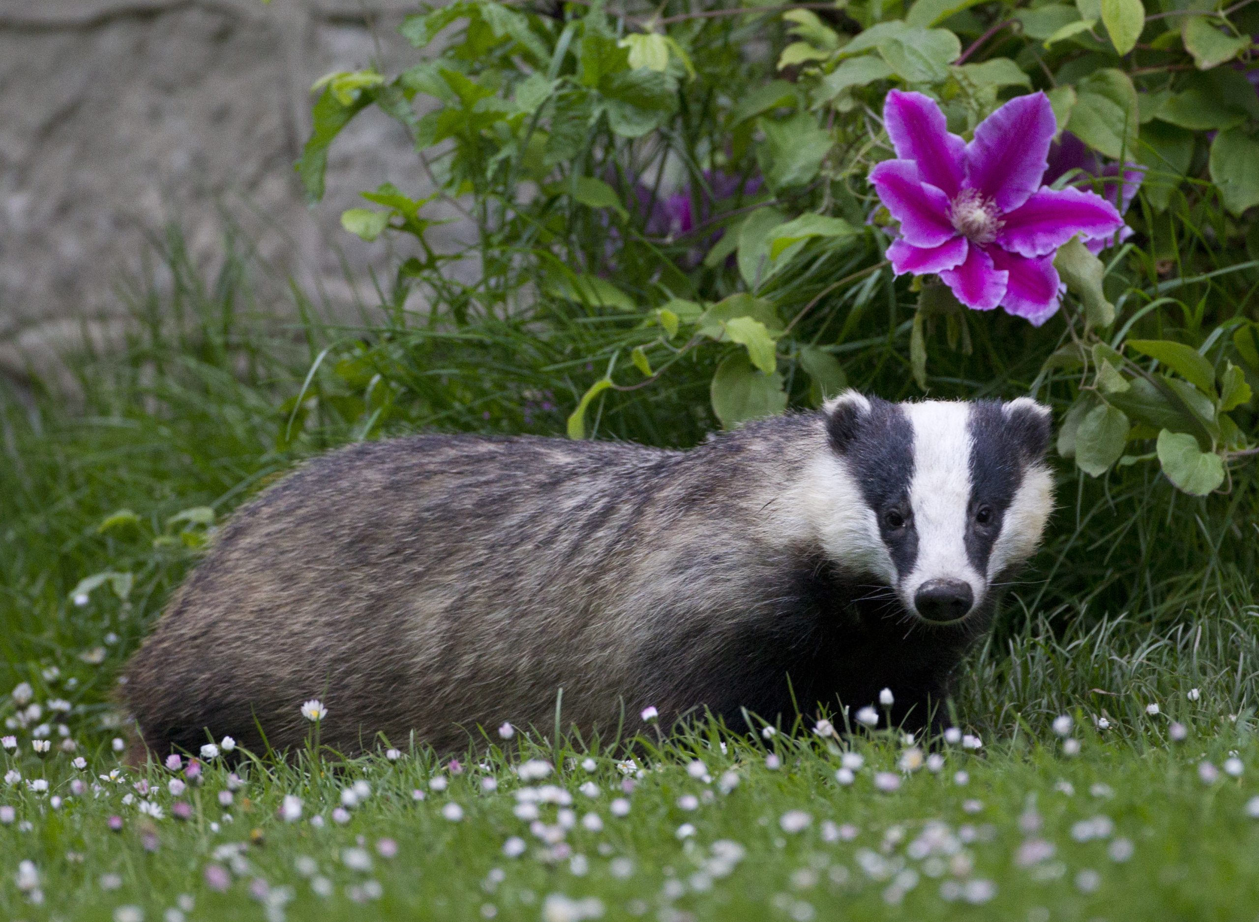 A badger with a flower above its head