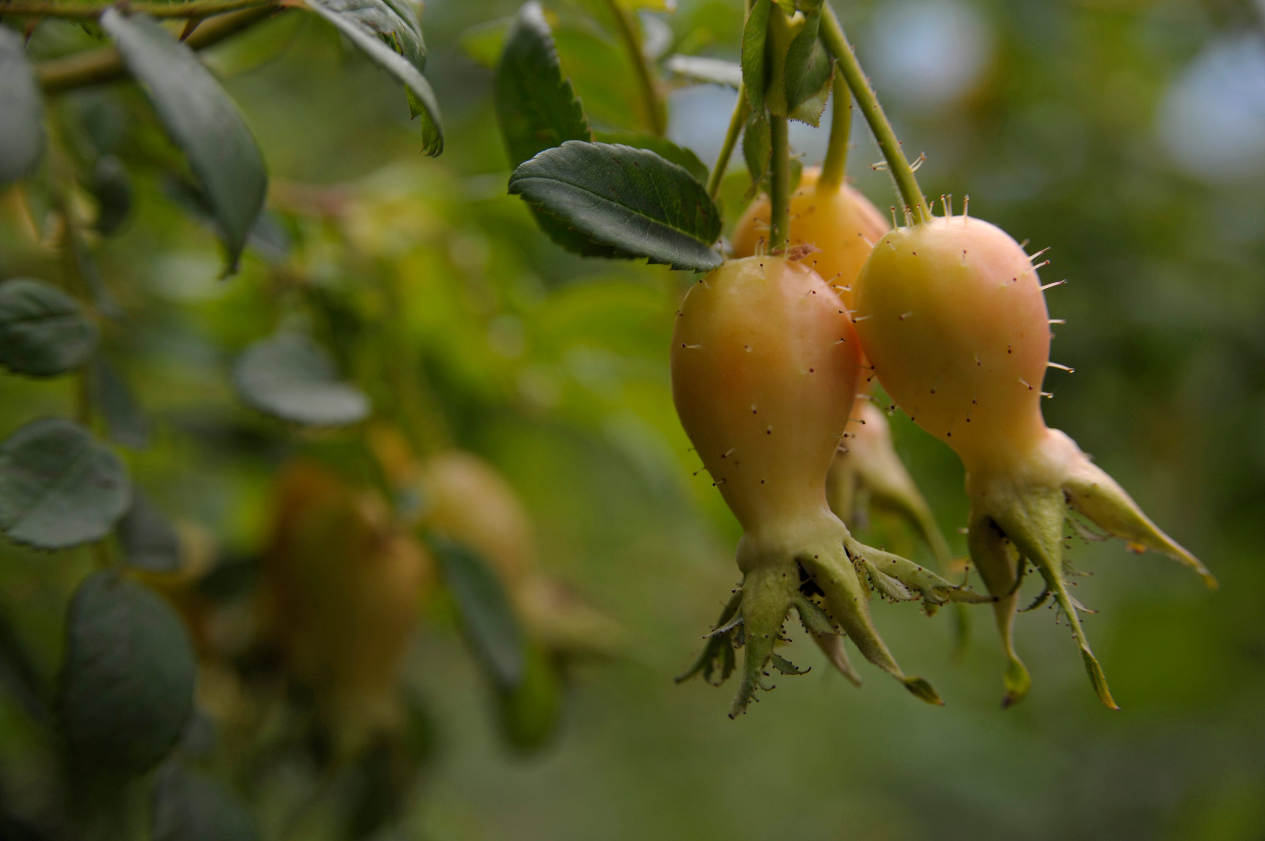 Rosehips of Bibernell-Rose, Rosaceae