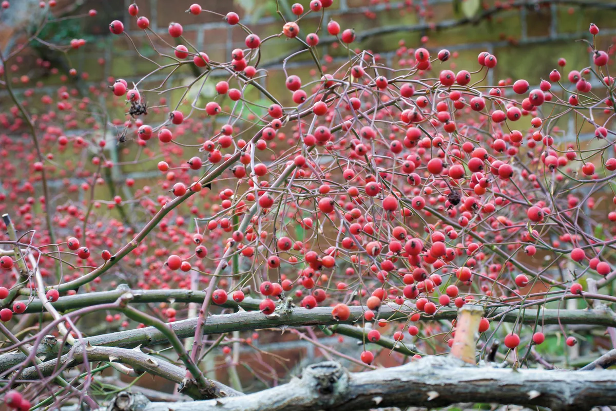 Rosa filipes ‘Kiftsgate’ Rosa filipes ‘Kiftsgate’